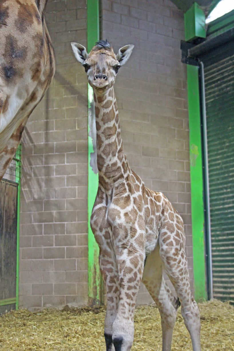 Baby Giraffe 桌布 壁紙 — 一隻年輕長頸鹿在充滿乾草的圍欄中警覺地站立，旁邊有綠色框架的磚牆和一隻大型成年長頸鹿。