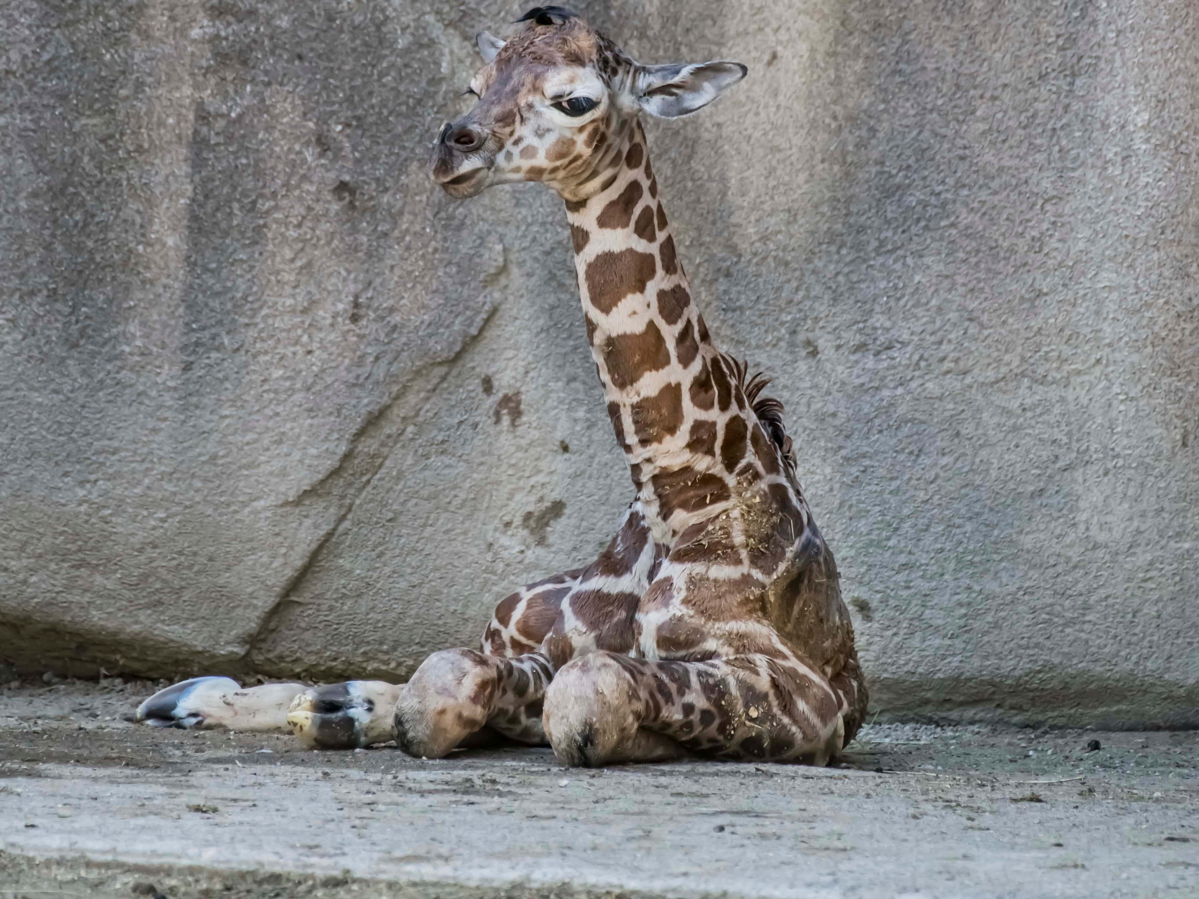 Baby Giraffe 桌布 壁紙 — 一隻年輕長頸鹿在動物園圍欄內，平靜地靠著帶紋理的灰色岩石牆。