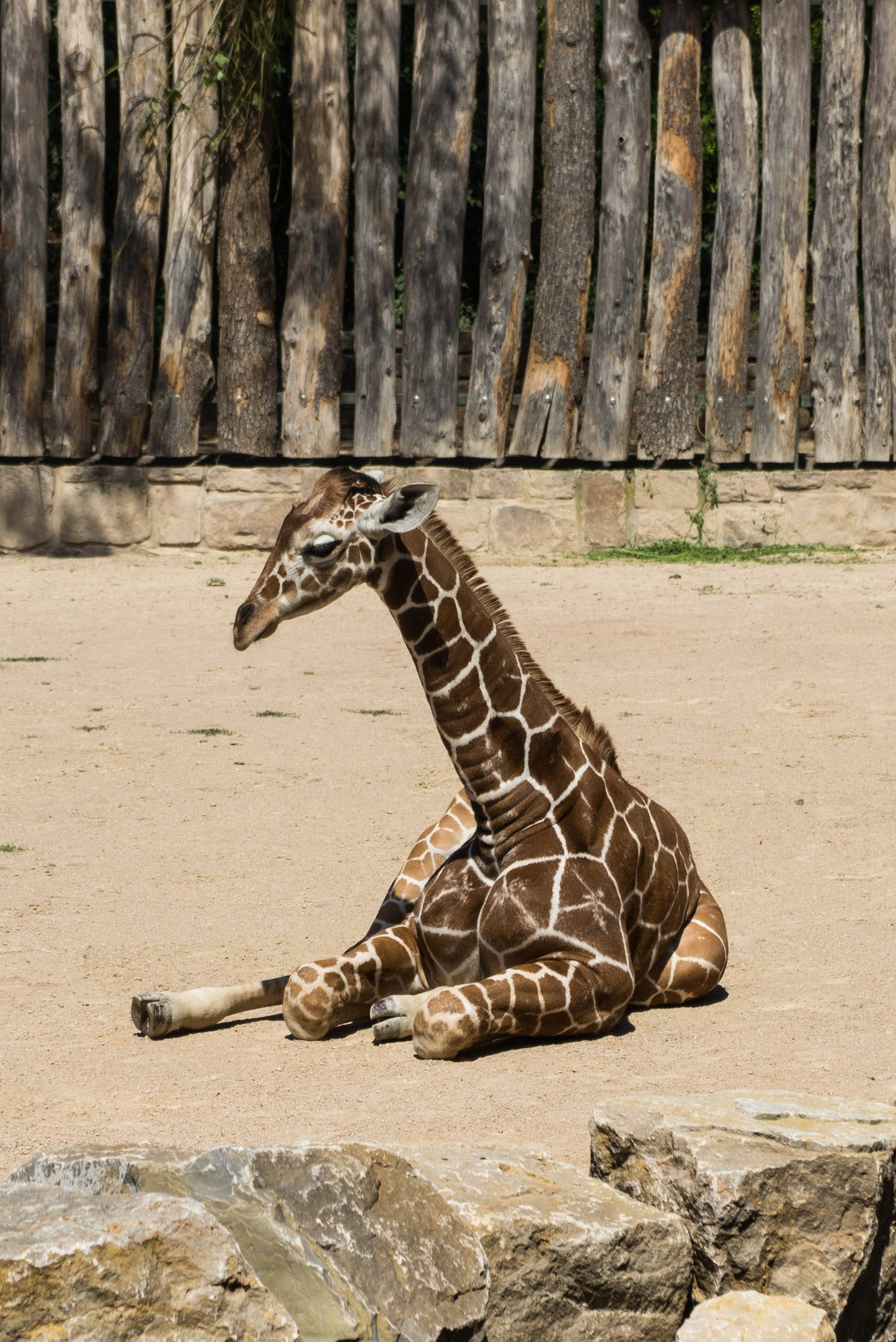 Baby Giraffe 桌布 壁紙 — 一隻年輕長頸鹿在明亮的陽光下，平靜地坐在沙地上，靠近岩石，身後有經風化的木柵欄。
