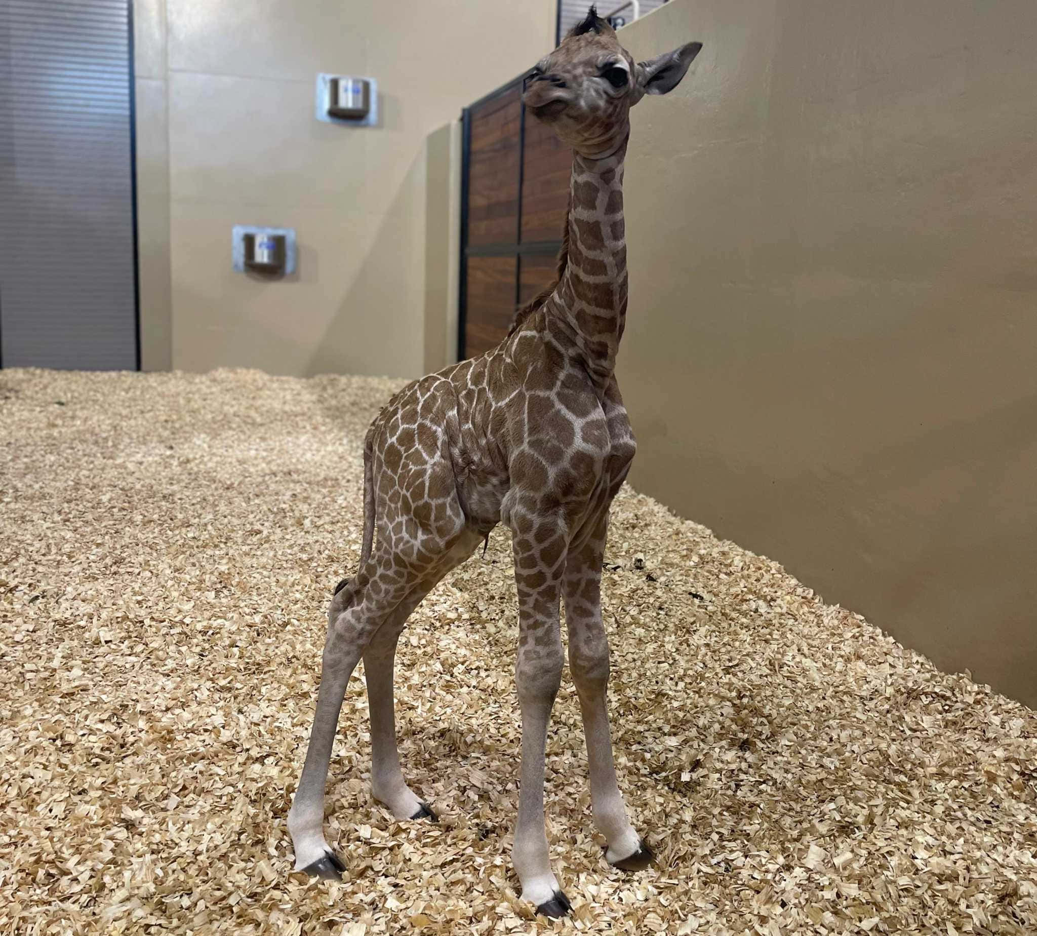 Baby Giraffe 桌布 壁紙 — 一隻年輕長頸鹿在米色牆壁的室內圍欄中，高高站在木屑墊料上。