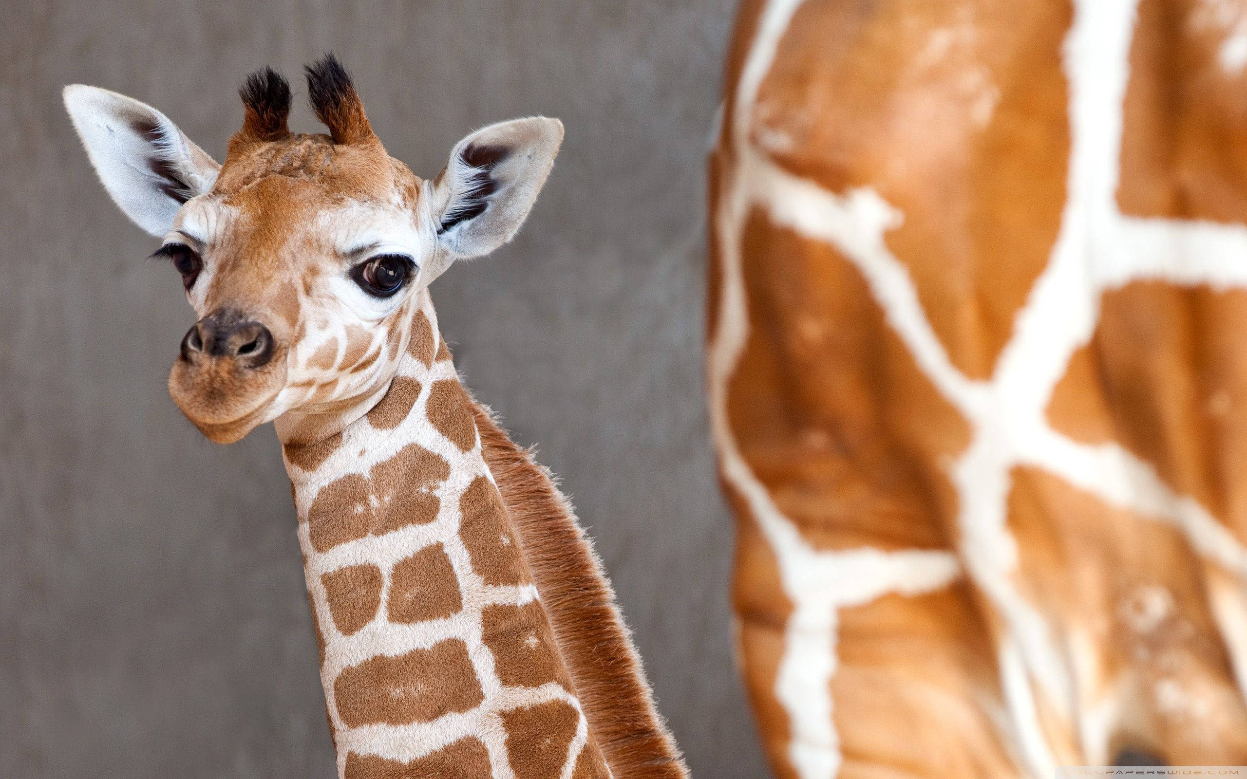 Baby Giraffe 桌布 壁紙 — 一隻年輕長頸鹿好奇的臉部特寫，旁邊是母親帶有斑紋的頸部，背景為灰色。