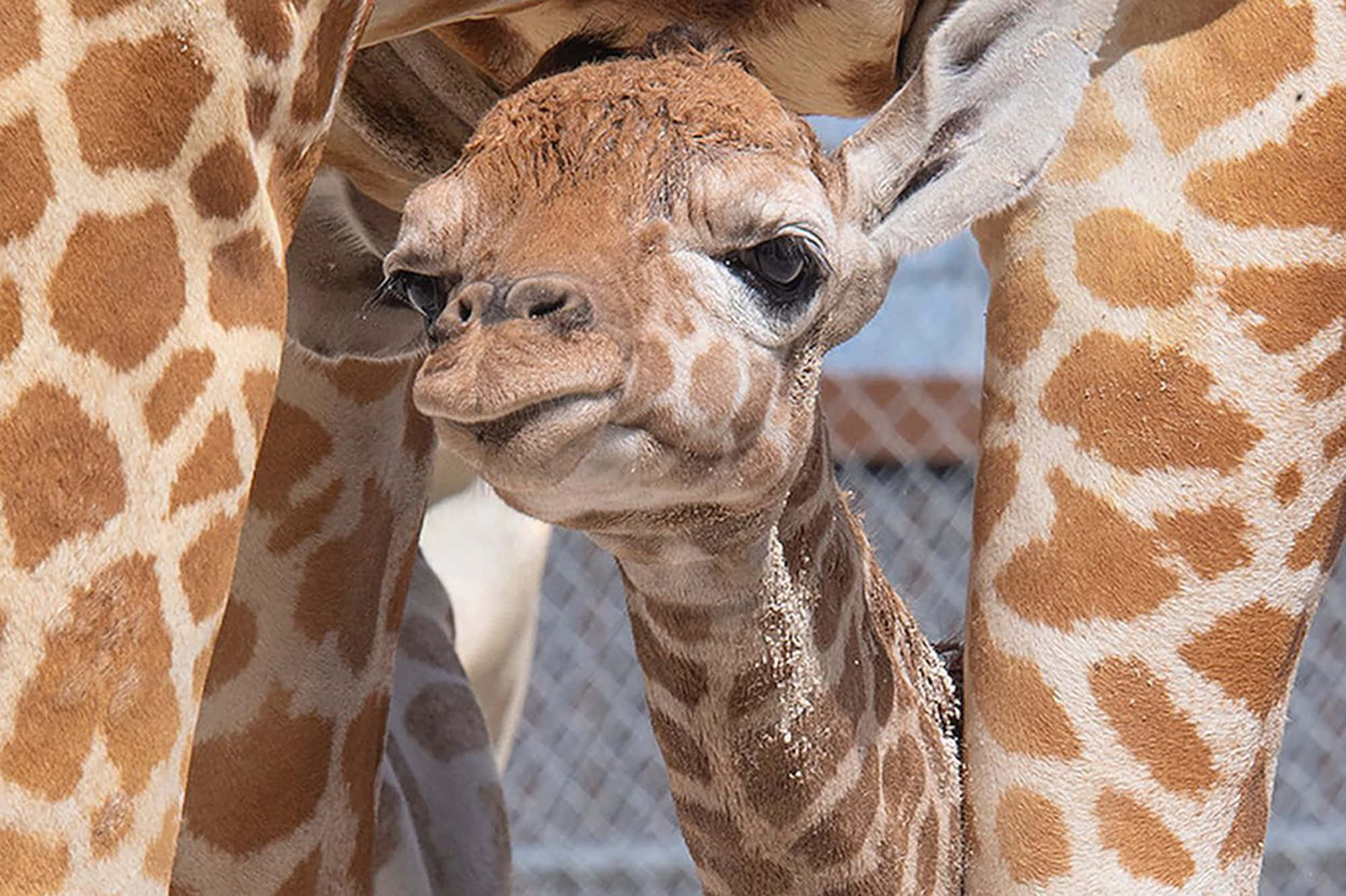 Baby Giraffe 桌布 壁紙 — 一隻年輕長頸鹿寶寶好奇地從媽媽雙腿之間探出頭來的特寫。