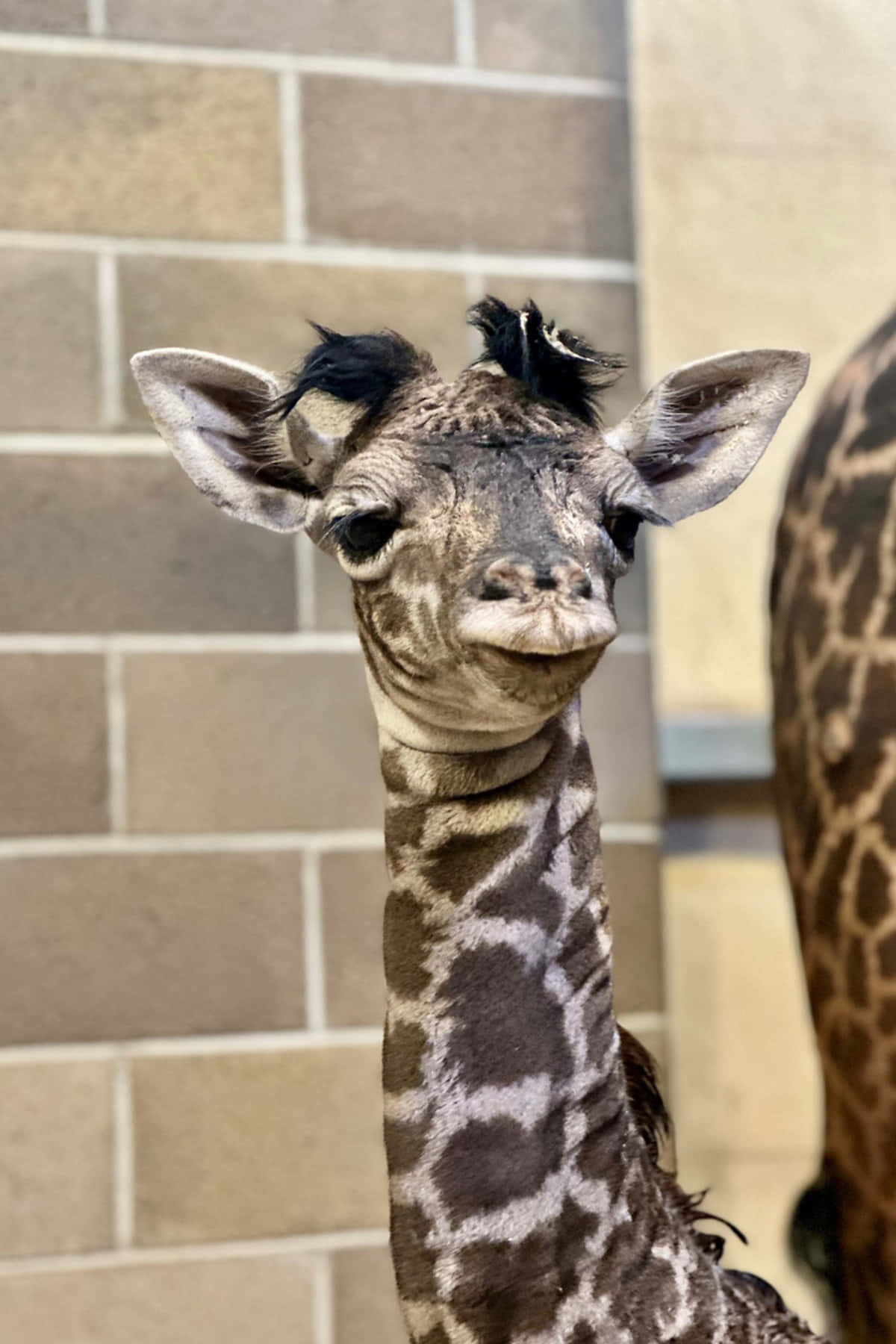 動物 桌布 壁紙 — 一隻年輕長頸鹿帶著好奇的表情從磚牆後面探出頭來的特寫。