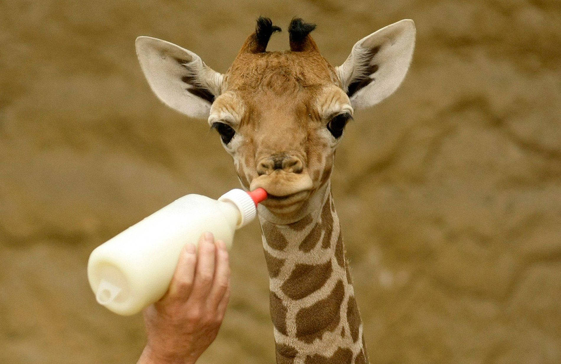 Baby Giraffe 桌布 壁紙 — 一隻年輕長頸鹿的特寫，正在喝由人類手持的奶瓶中的牛奶，背景是模糊的土色調。