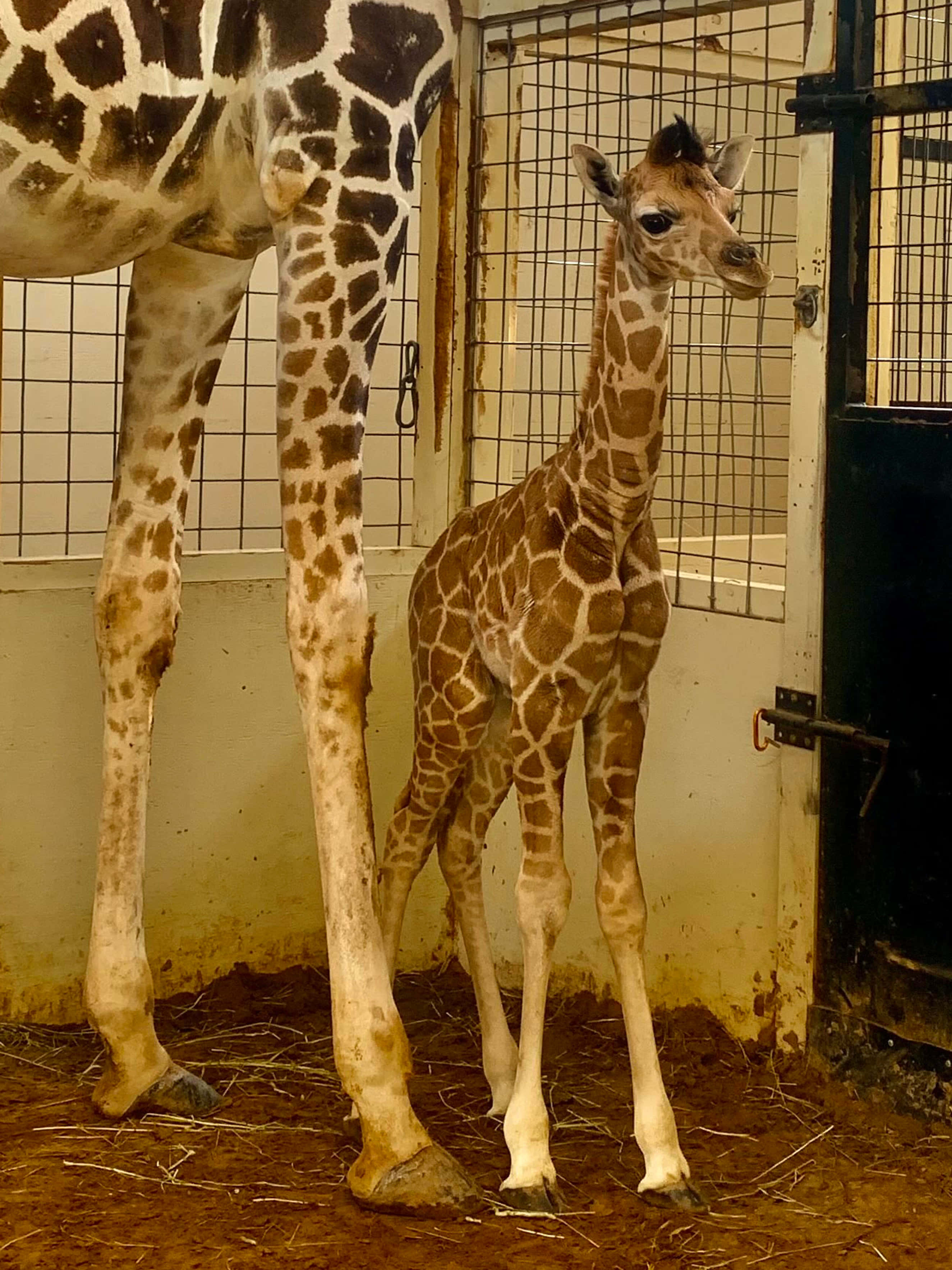 Baby Giraffe 桌布 壁紙 — 一隻年輕長頸鹿站在母親旁邊，身處一個鋪有稻草的鐵絲網圍欄內。