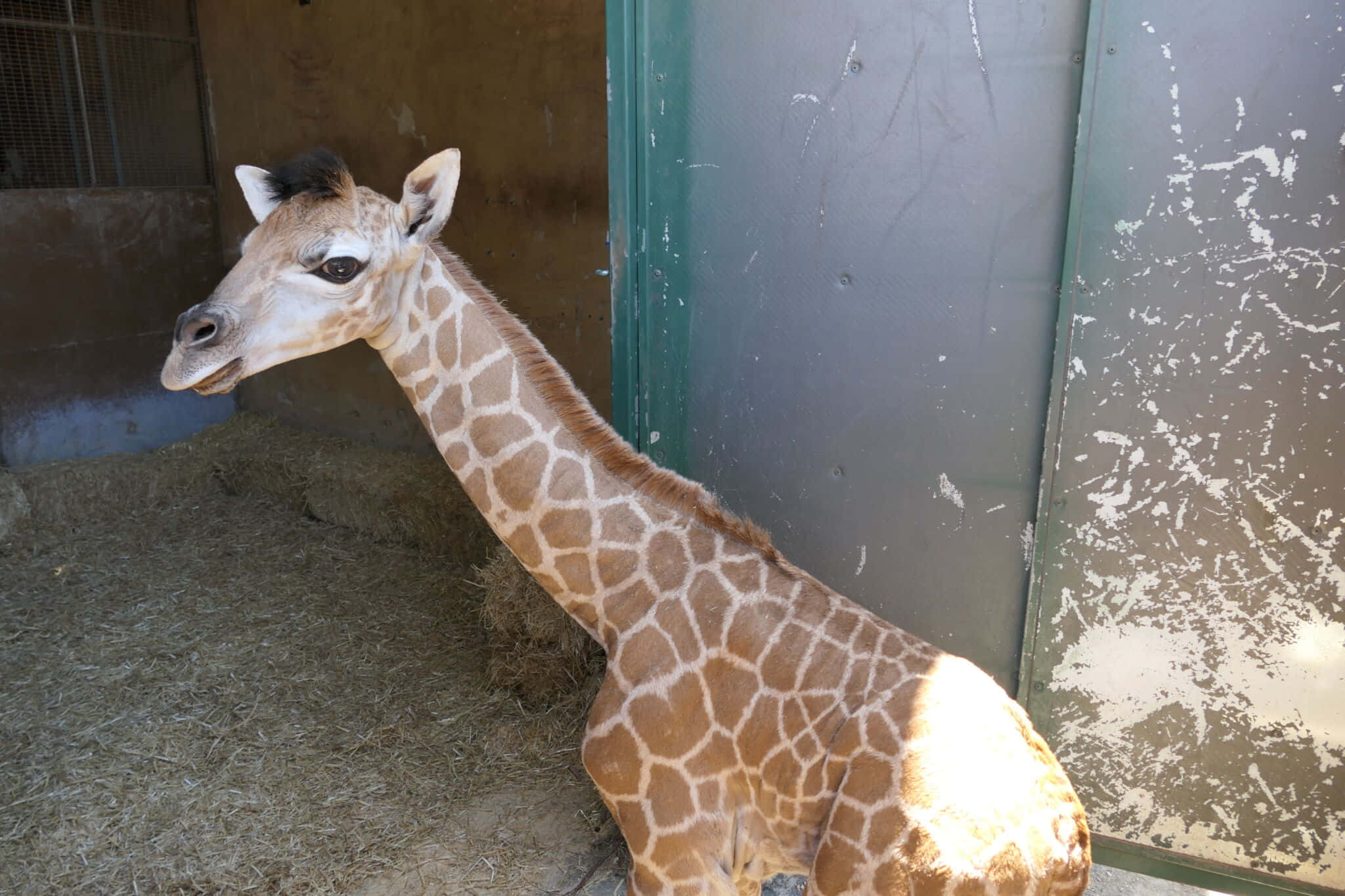 Baby Giraffe 桌布 壁紙 — 一隻年輕長頸鹿站在陽光照射的圍欄內，地上有乾草，身後有一扇風化的綠色門。