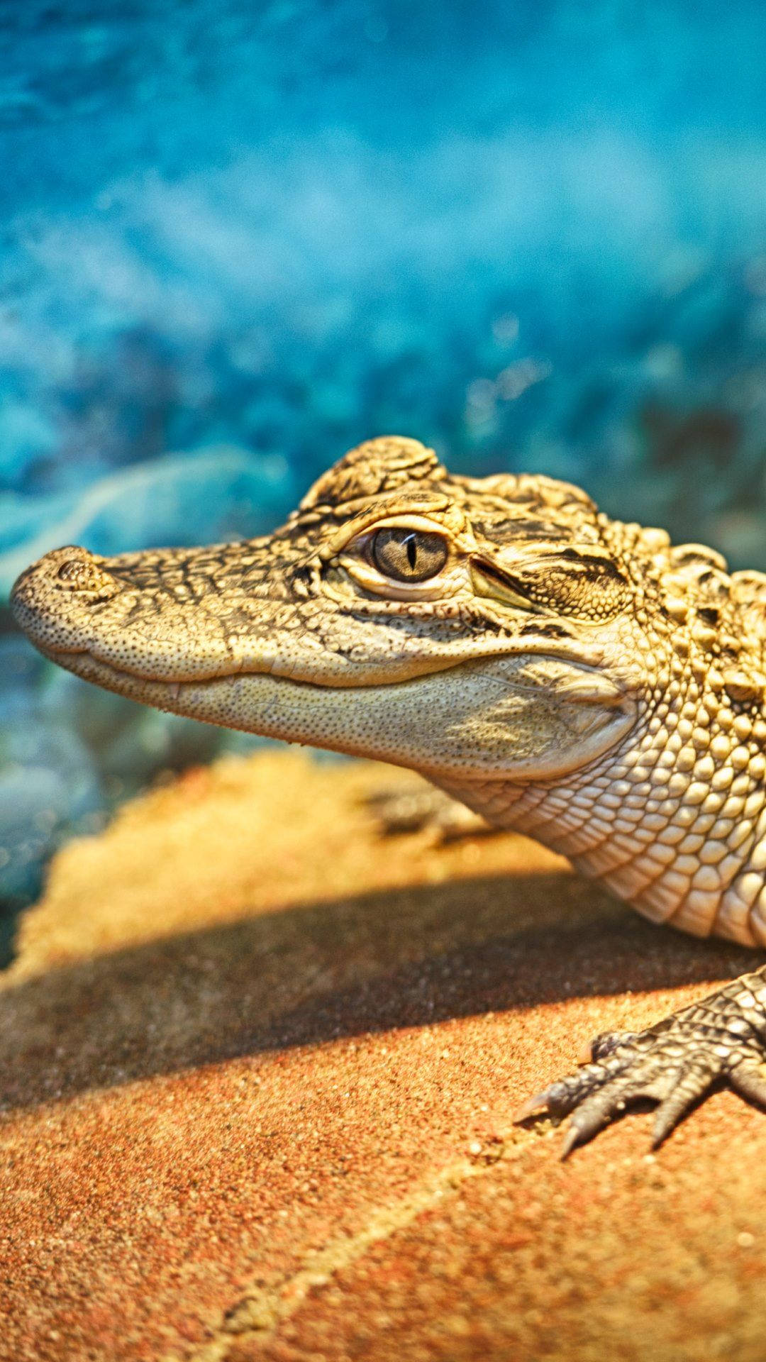 Alligator 桌布 壁紙 — 一隻年輕鱷魚在陽光照耀的岩石上休息的特寫，背景是充滿活力的藍色海水。