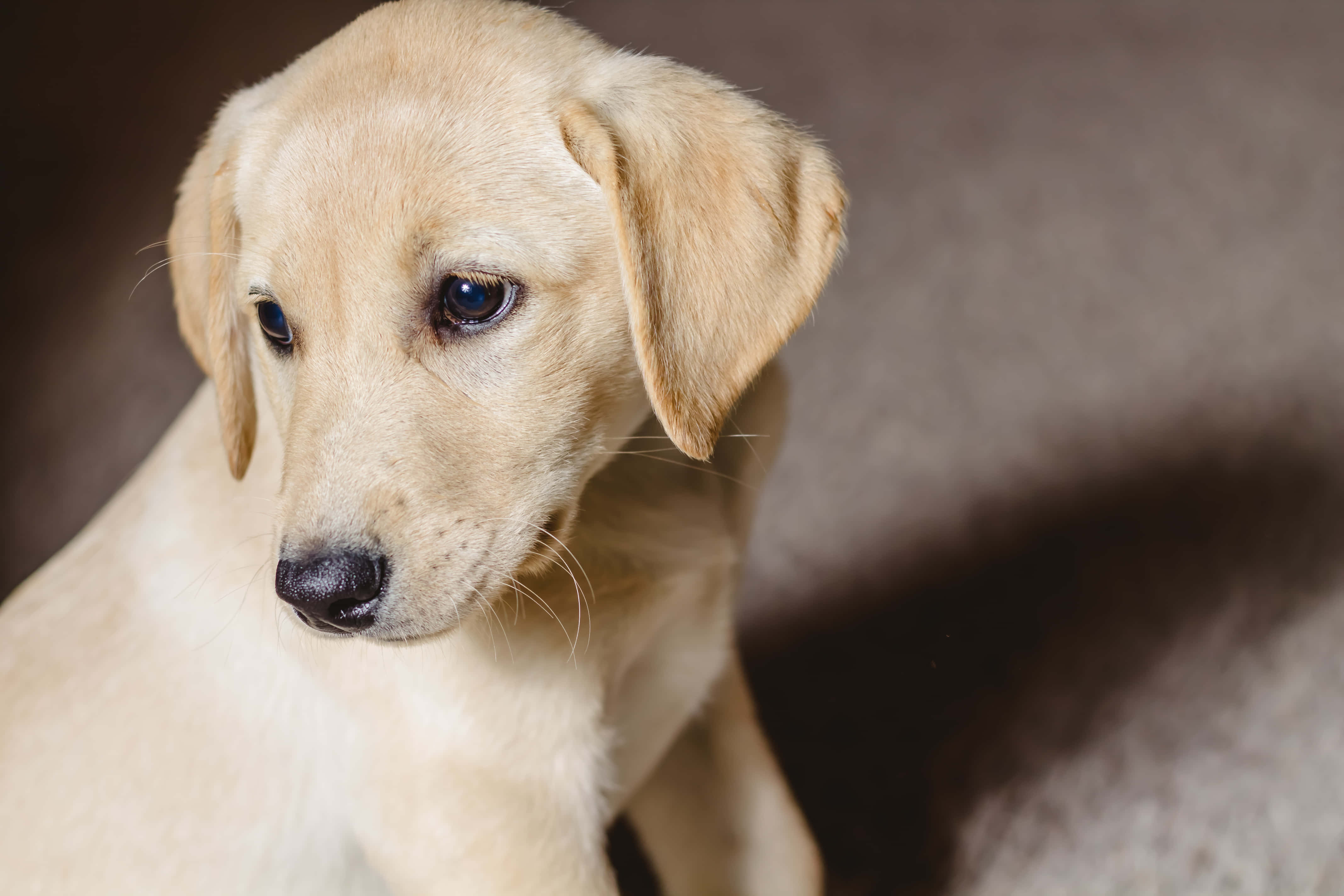 Yellow Labrador 桌布 壁紙 — 一隻年輕黃色拉布拉多幼犬的特寫，毛髮柔軟，深邃的眼神充滿靈魂，若有所思地凝視著。