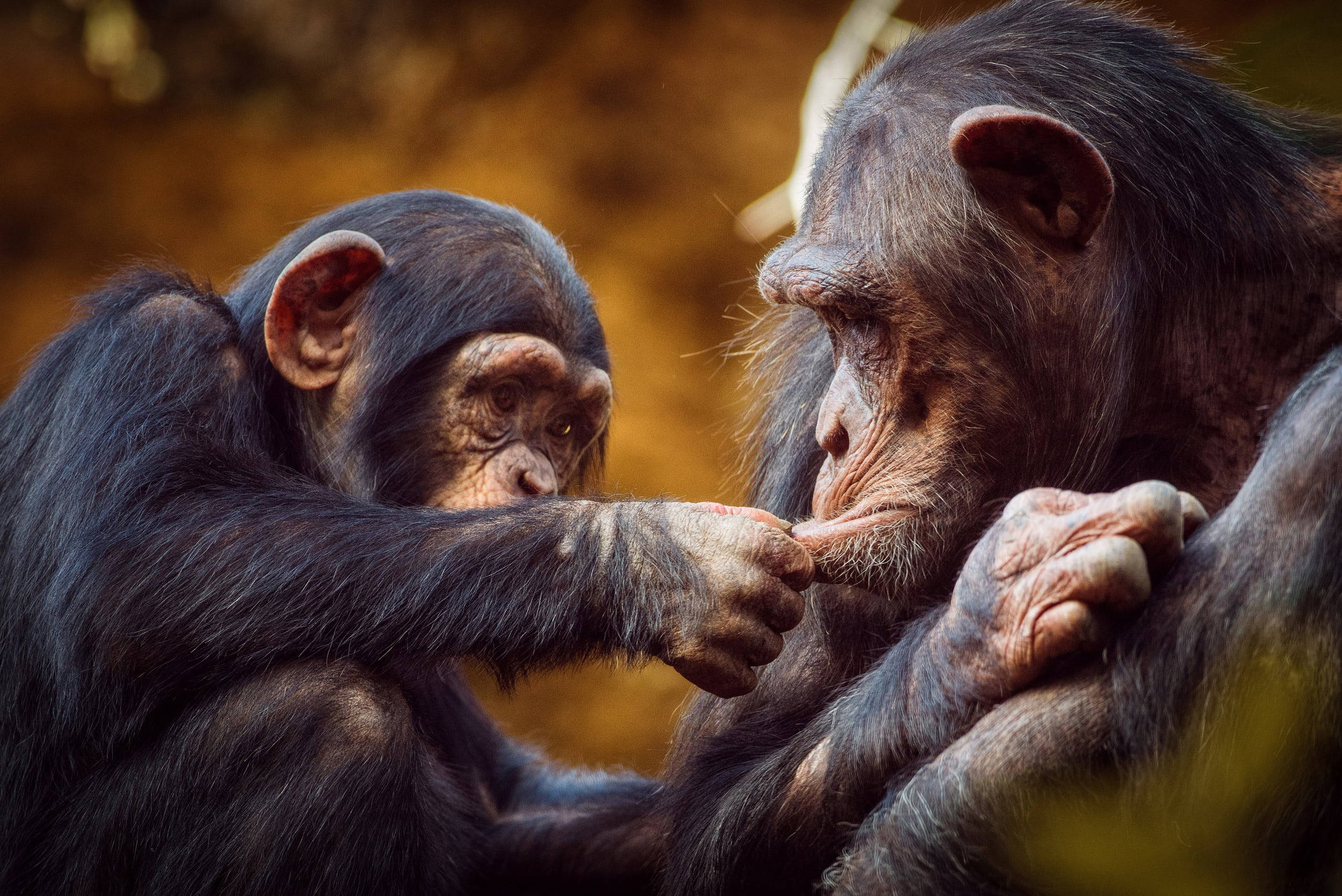 Chimpanzee 桌布 壁紙 — 一隻年輕黑猩猩在溫暖的金色森林環境中輕柔地為成年黑猩猩梳理毛髮。