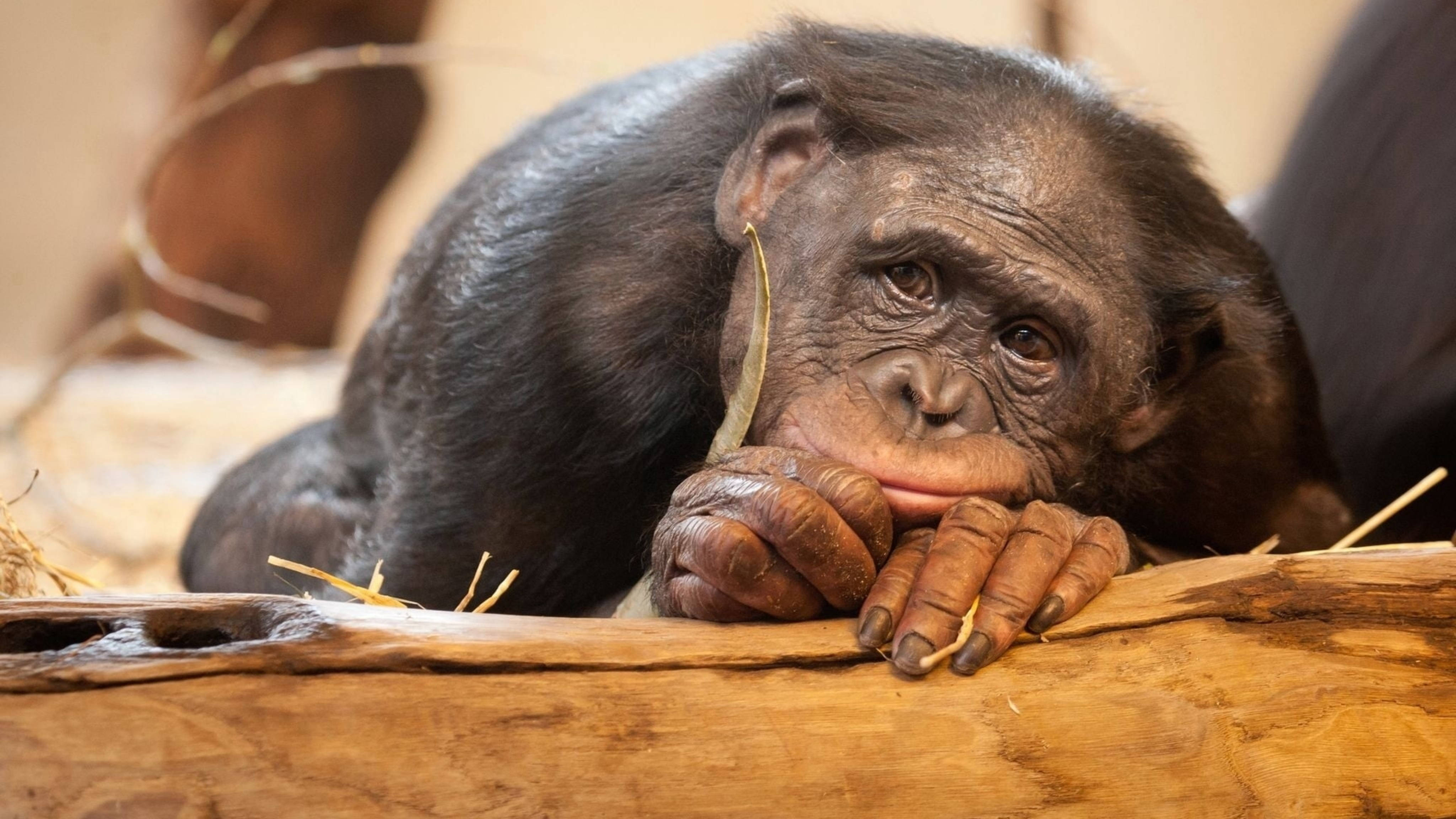 Chimpanzee 桌布 壁紙 — 一隻年輕黑猩猩將下巴擱在木頭上，手指間夾著一片葉子，若有所思地凝視著。