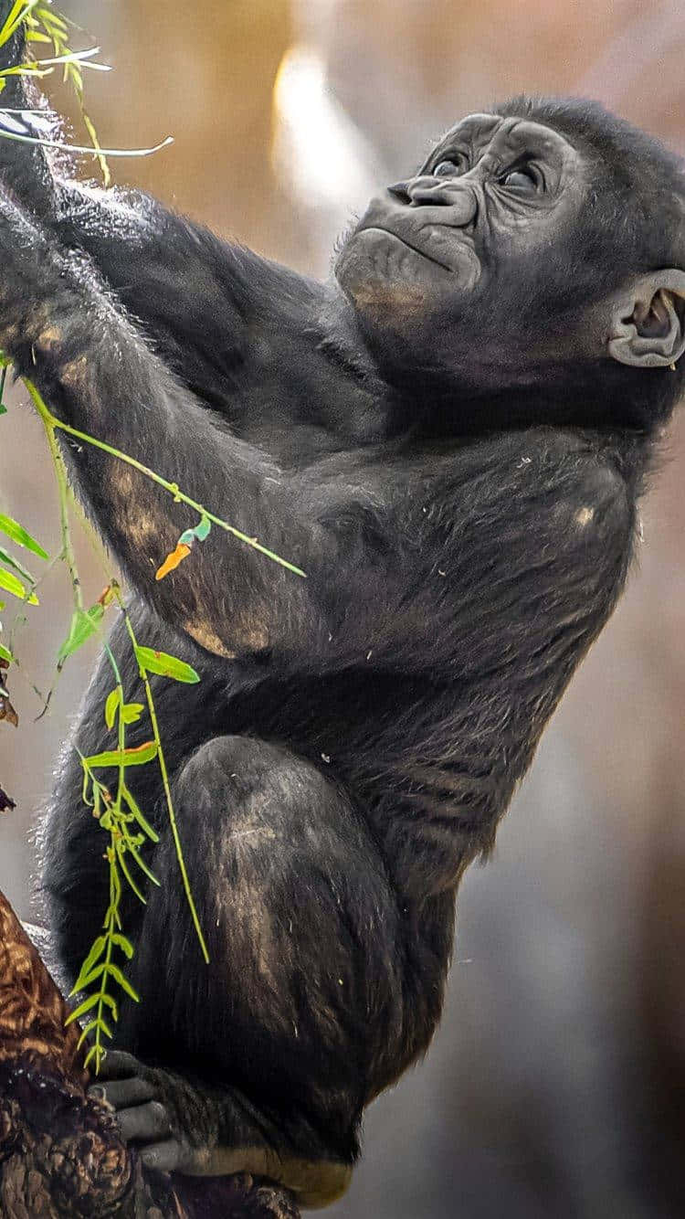 Gorilla 桌布 壁紙 — 一隻年輕黑猩猩抓住樹枝，好奇的眼睛向上凝視，身處陽光明媚的森林環境中。