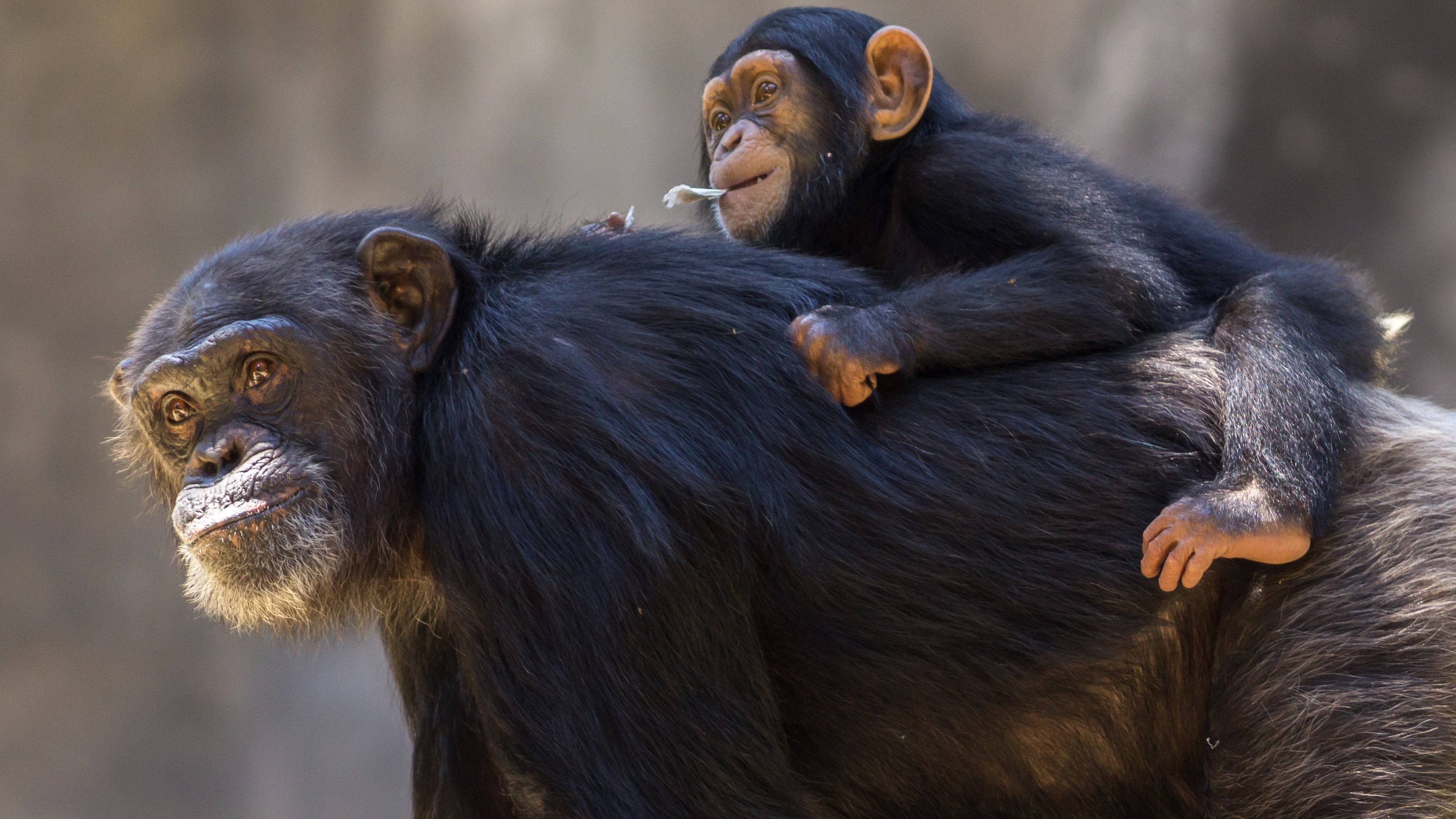 Chimpanzee 桌布 壁紙 — 一隻年輕黑猩猩棲息在成年黑猩猩寬闊的背上，兩者在陽光普照的自然環境中平靜地凝視鏡頭。