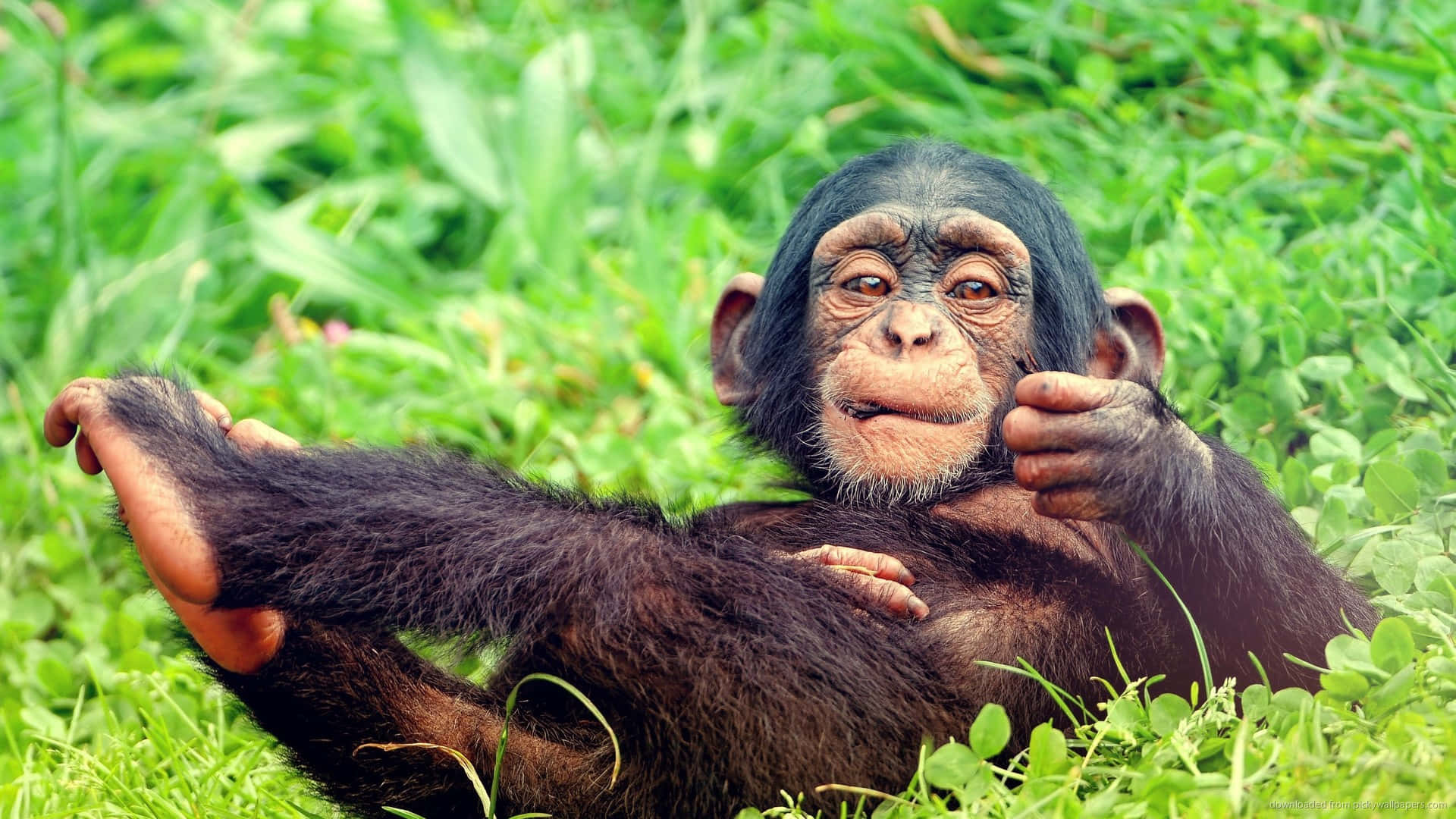 Cute Gorilla 桌布 壁紙 — 一隻年輕黑猩猩躺在充滿活力的綠色草地上，表情頑皮，一隻手舉起。