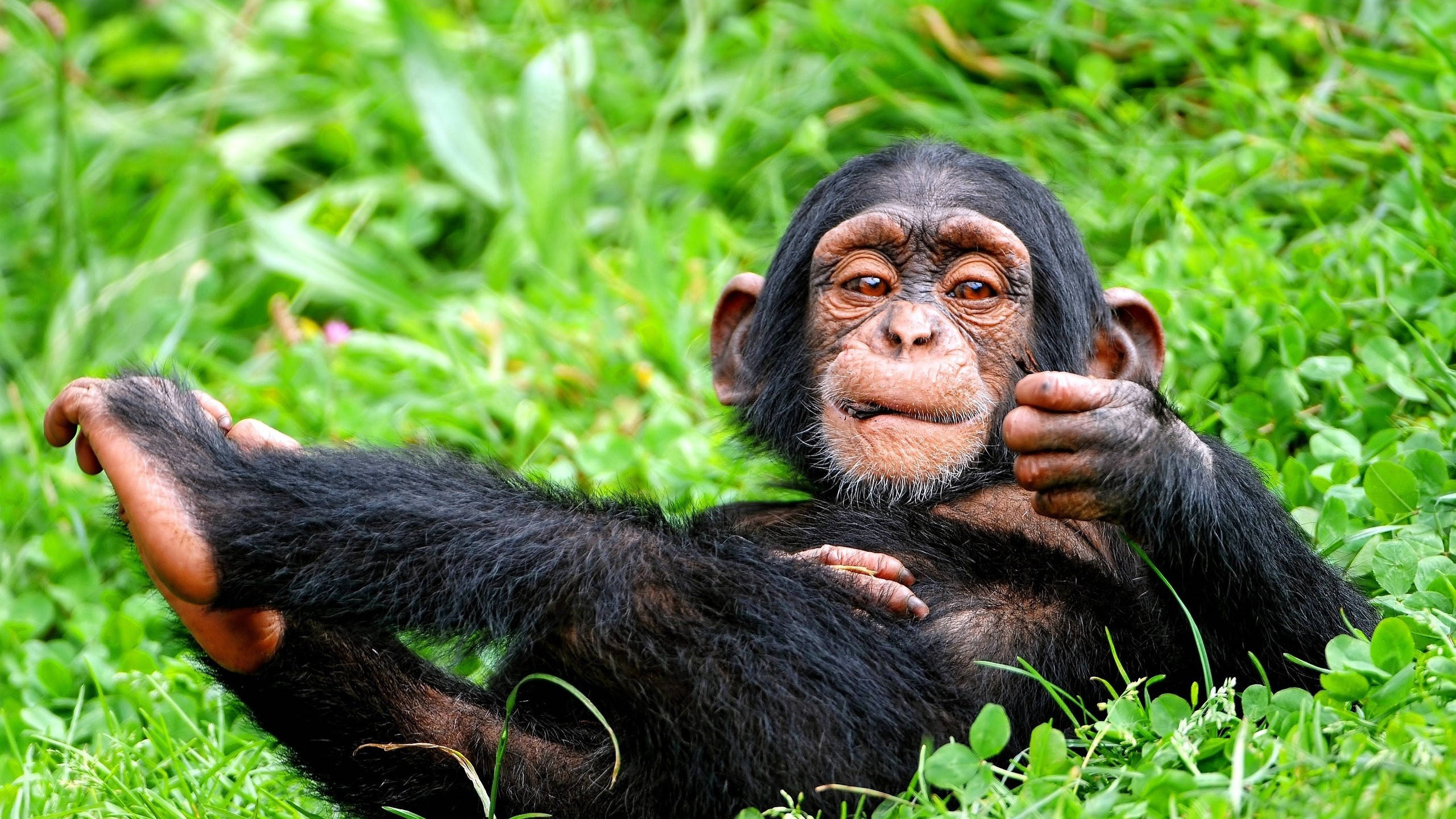 Chimpanzee 桌布 壁紙 — 一隻年輕黑猩猩躺在茂盛的綠草地上，表情頑皮，舉起一隻手。