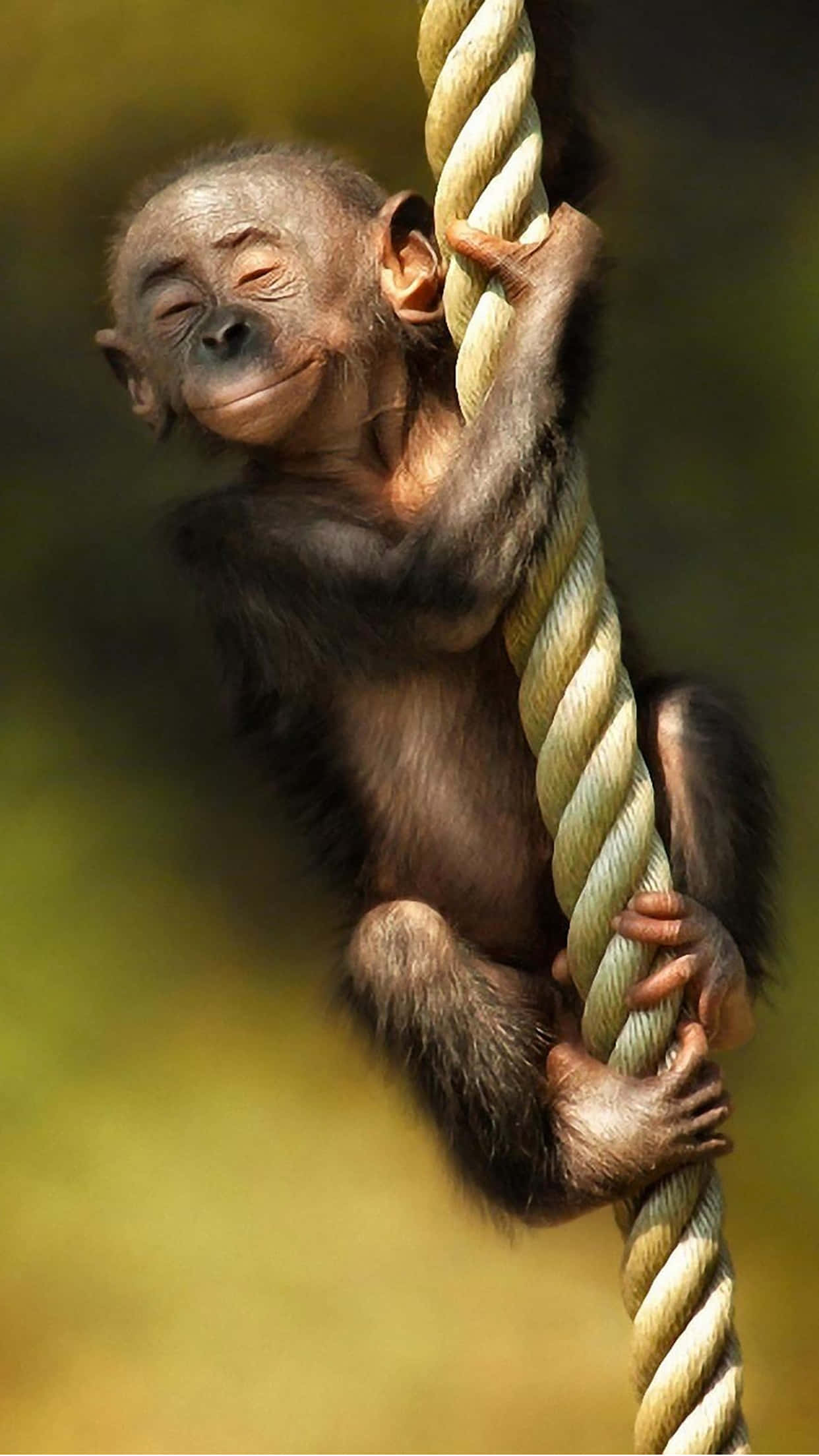 Monkey iPhone 桌布 壁紙 — 一隻幼年黑猩猩帶著平靜的微笑抓住一條粗繩，柔和的金色光芒沐浴著牠的毛髮。