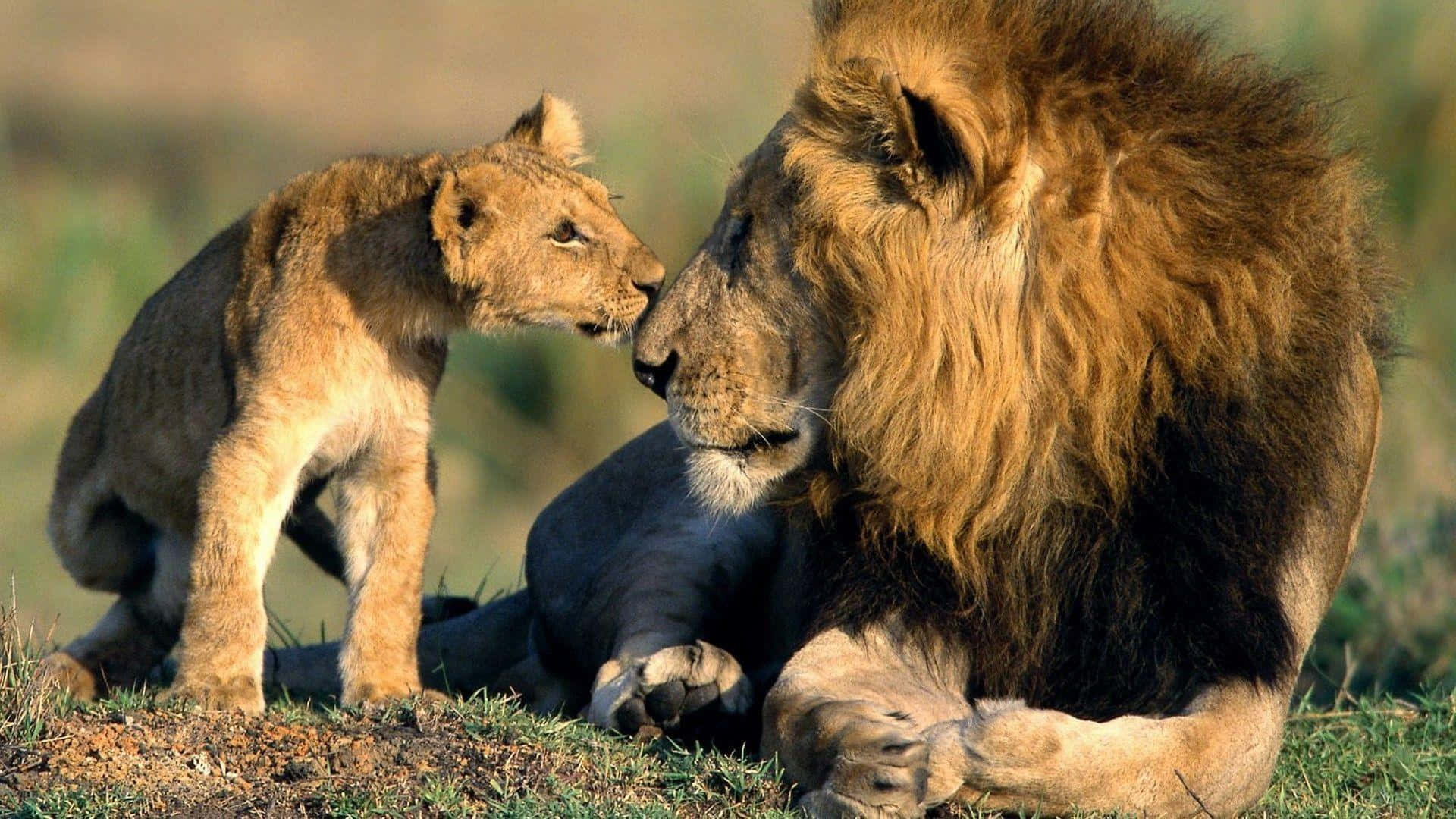 Wild Animals 桌布 壁紙 — 一隻幼獅在溫暖陽光下，於草叢茂密的稀樹草原上，溫柔地蹭著父親的臉頰。
