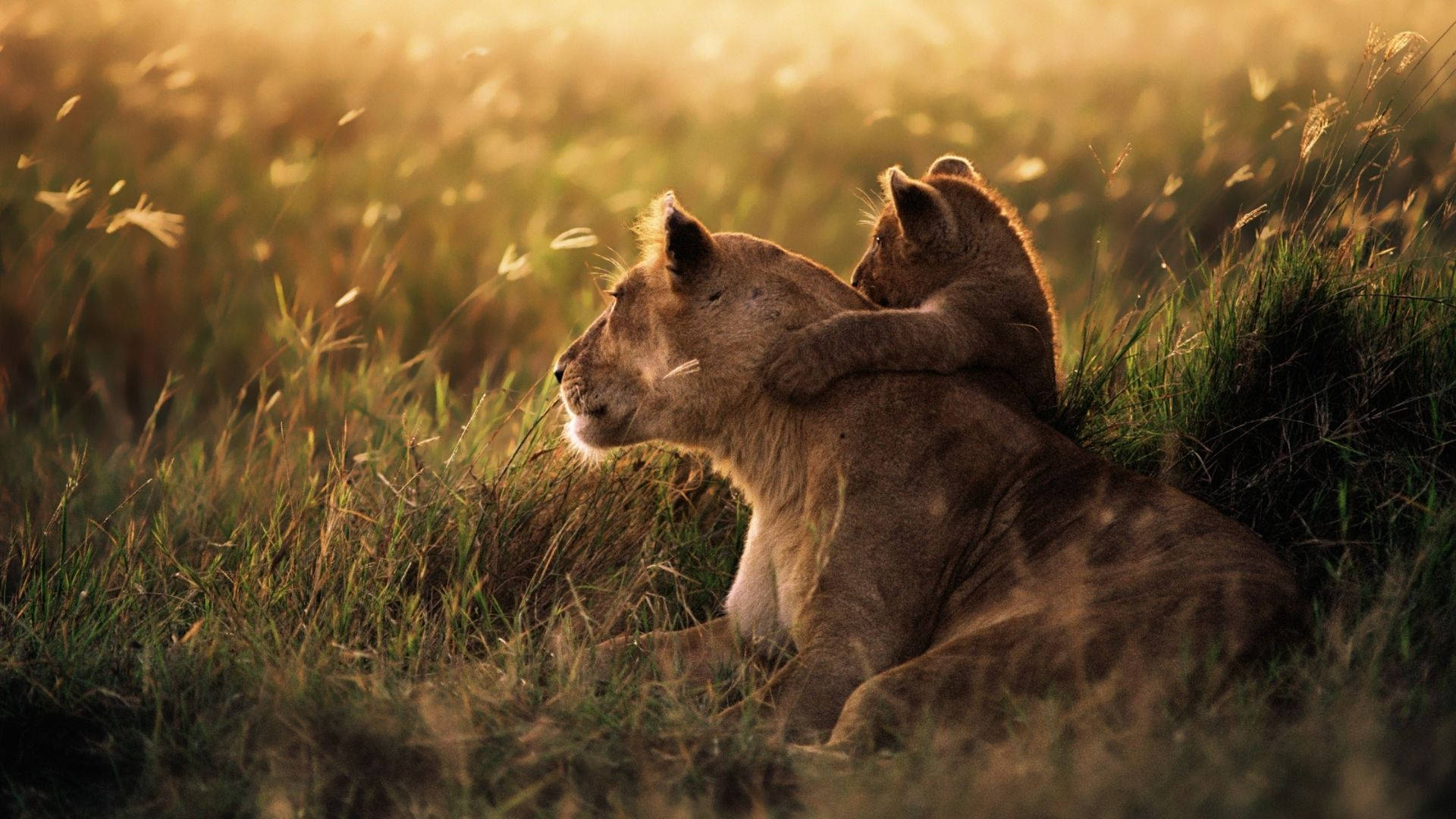 animals 桌布 壁紙 — 一隻幼獅在金色草叢中依偎著母親，溫暖的陽光沐浴著牠們，散發出寧靜的稀樹草原光輝。