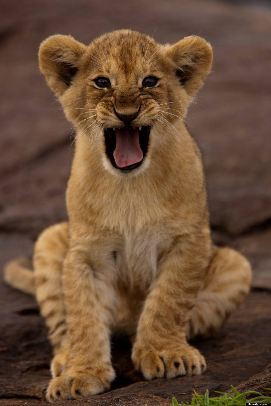 Baby Lion 桌布 壁紙 — 一隻幼獅坐在岩石地形上，嘴巴張開打了一個頑皮的哈欠，露出細小的牙齒和粉紅色的舌頭。