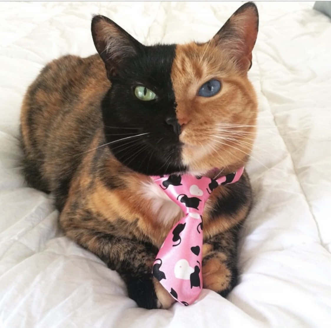 Beautiful Cats 桌布 壁紙 — 一隻引人注目的三色貓，毛色一半黑一半橙，眼睛一綠一藍，戴著一條有黑色貓咪和心形圖案的粉紅色領帶，躺在一張白色的床上。