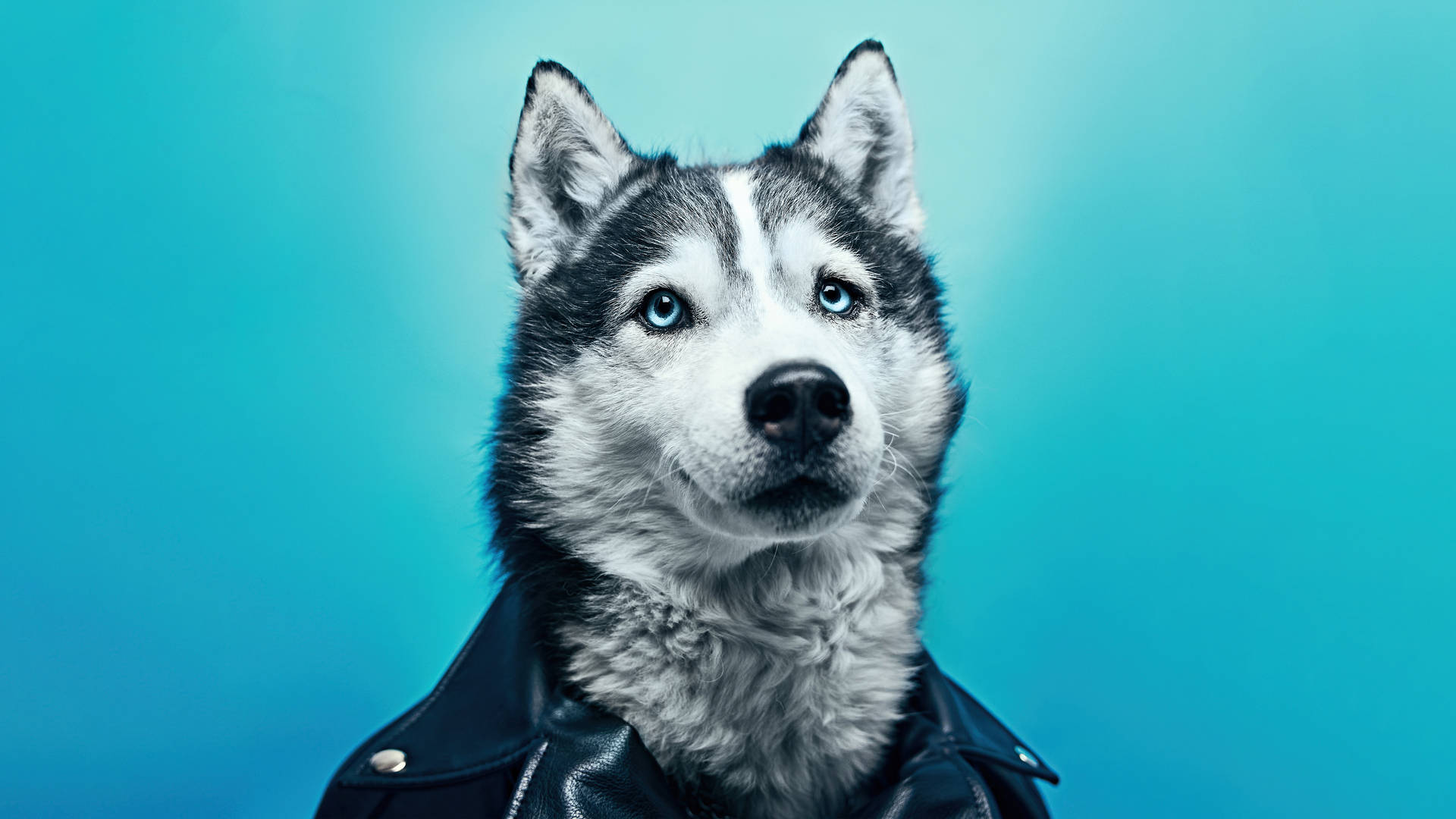 husky 桌布 壁紙 — 一隻引人注目的哈士奇，擁有銳利的藍色眼睛，穿著黑色皮夾克，背景是鮮豔的青色。