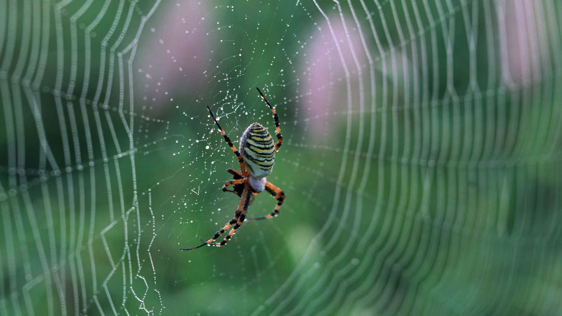 Spider Webs 桌布 壁紙 — 一隻引人注目的圓蛛，帶有醒目的黃黑條紋，正坐在其錯綜複雜、沾滿露水的網中央，背景是柔和的綠色模糊。