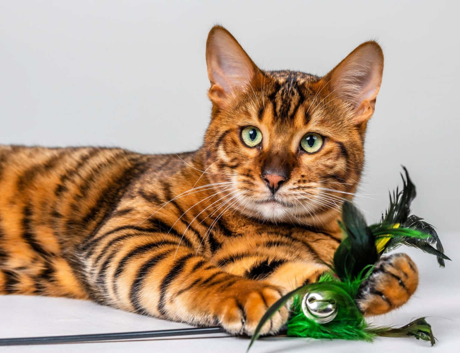 Toyger 桌布 壁紙 — 一隻引人注目的孟加拉貓，擁有金色眼睛和大理石紋毛皮，優雅地躺在一根綠色羽毛玩具旁邊，背景是純白色。