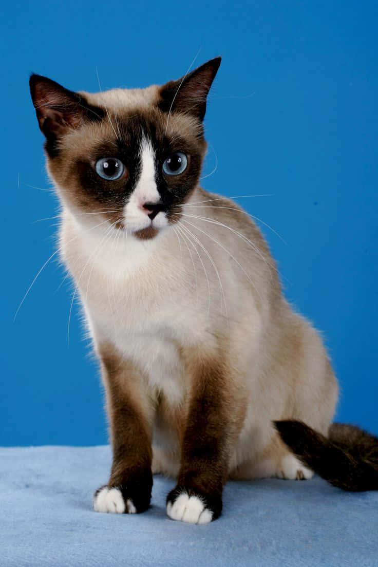 Snowshoe Cat 桌布 壁紙 — 一隻引人注目的暹羅貓，擁有藍色眼睛和深色斑點，優雅地坐在純藍色背景前。
