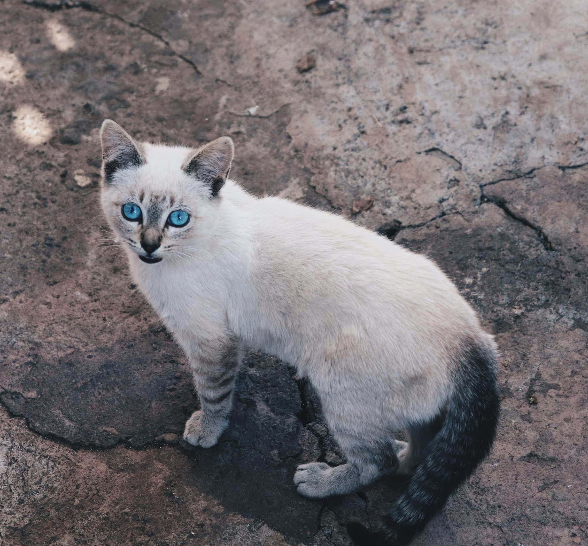 Ojos Azules Cat 桌布 壁紙 — 一隻引人注目的暹羅貓咪，擁有鮮明的藍色眼睛，警覺地坐在龜裂的土地上，蒼白的毛髮與深色斑紋形成對比。