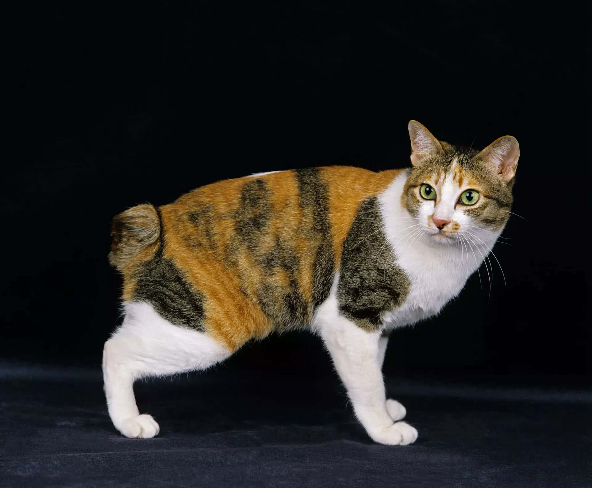 Japanese Bobtail 桌布 壁紙 — 一隻引人注目的曼島貓，擁有三色毛皮和綠色眼睛，在純黑背景下挺立。