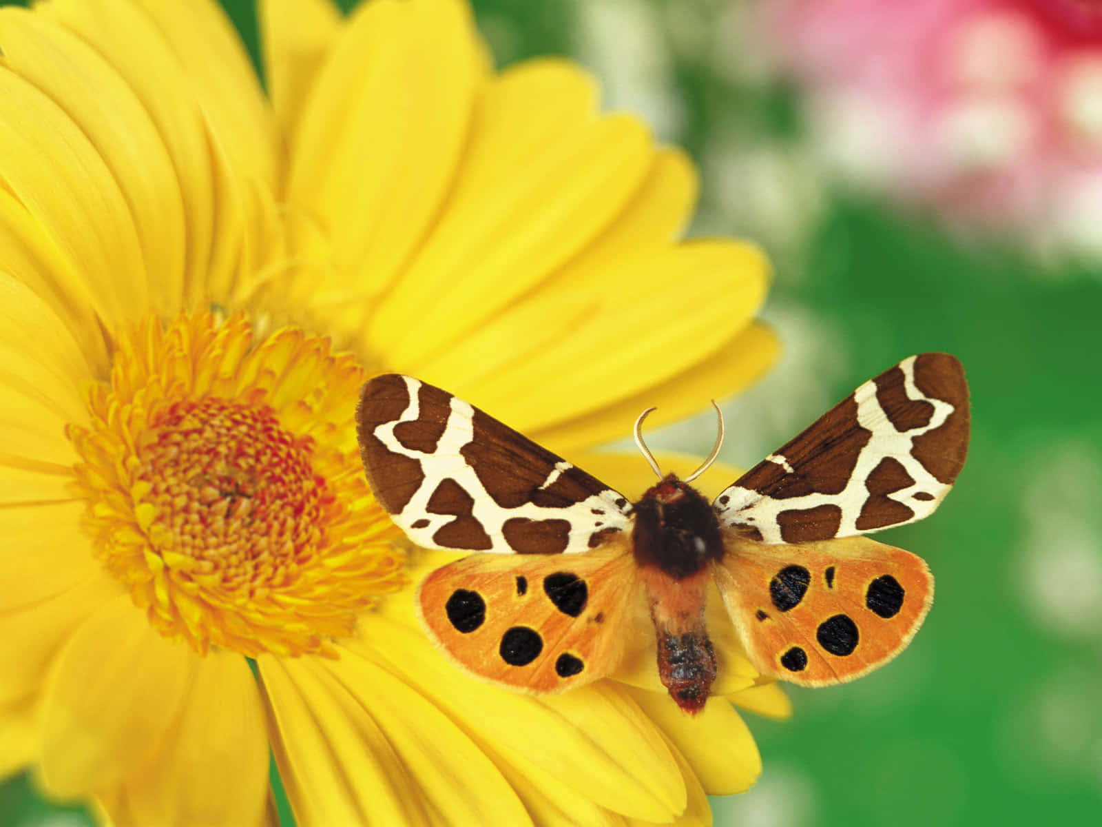 Butterfly Watching 桌布 壁紙 — 一隻引人注目的棕色和橙色飛蛾帶有黑色斑點，停在一朵鮮黃色的雛菊上，背景是柔和的綠色和粉紅色模糊效果。
