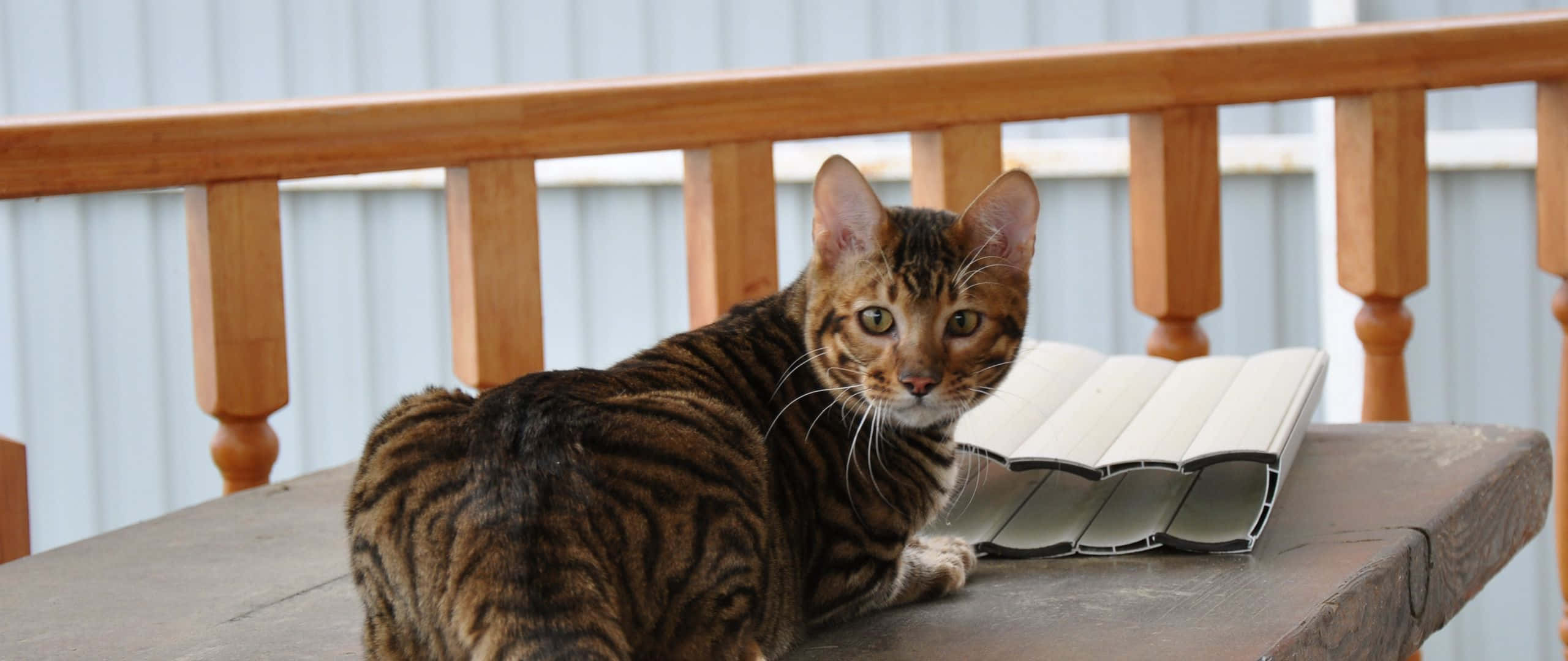 Toyger 桌布 壁紙 — 一隻引人注目的棕色虎斑貓，帶有鮮明的條紋，警覺地坐在白色波紋板旁邊的風化木門廊欄杆上。