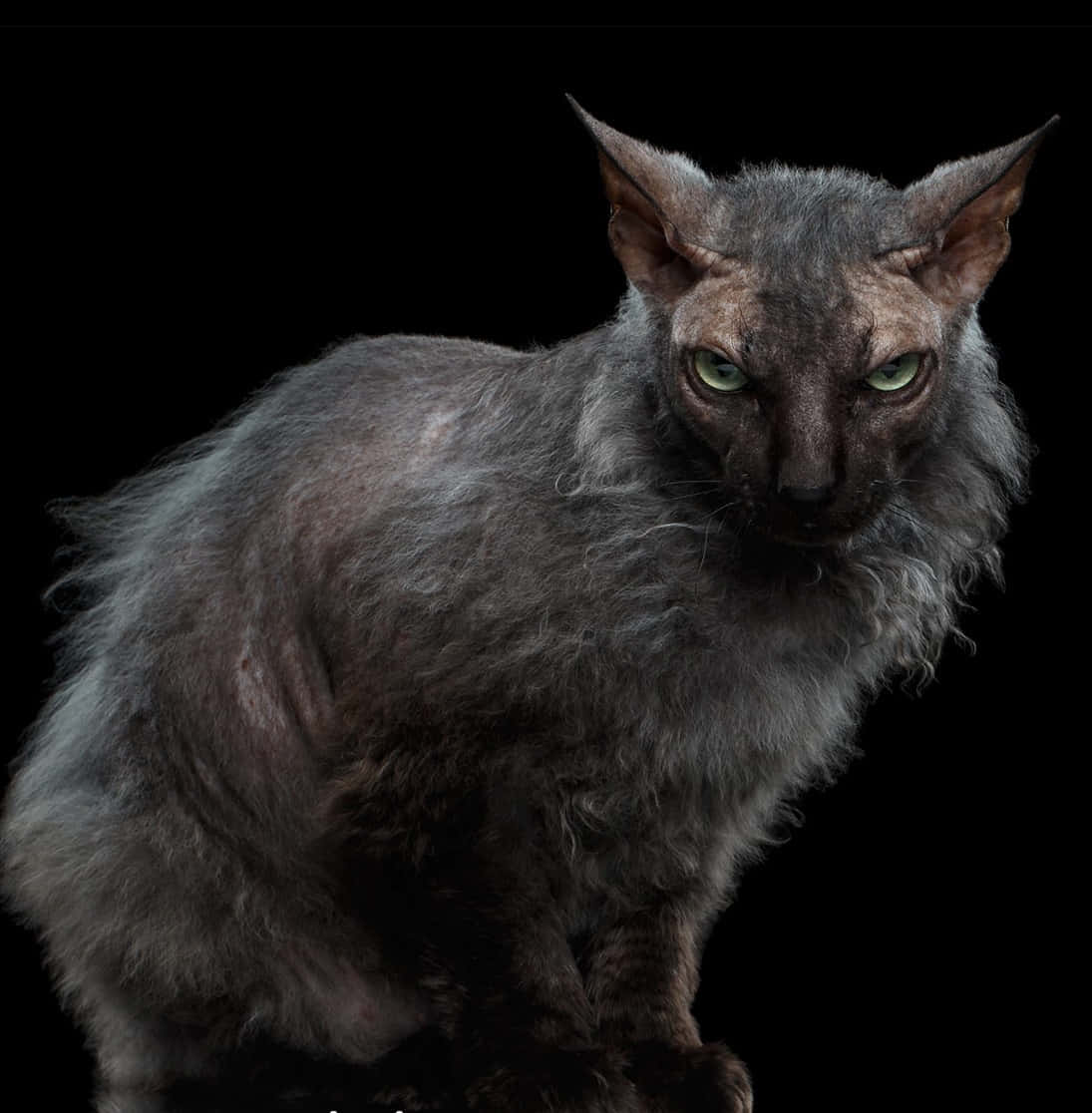 Lykoi 桌布 壁紙 — 一隻引人注目的灰色無毛貓，擁有發光的綠色眼睛，在純黑色背景下強烈凝視。