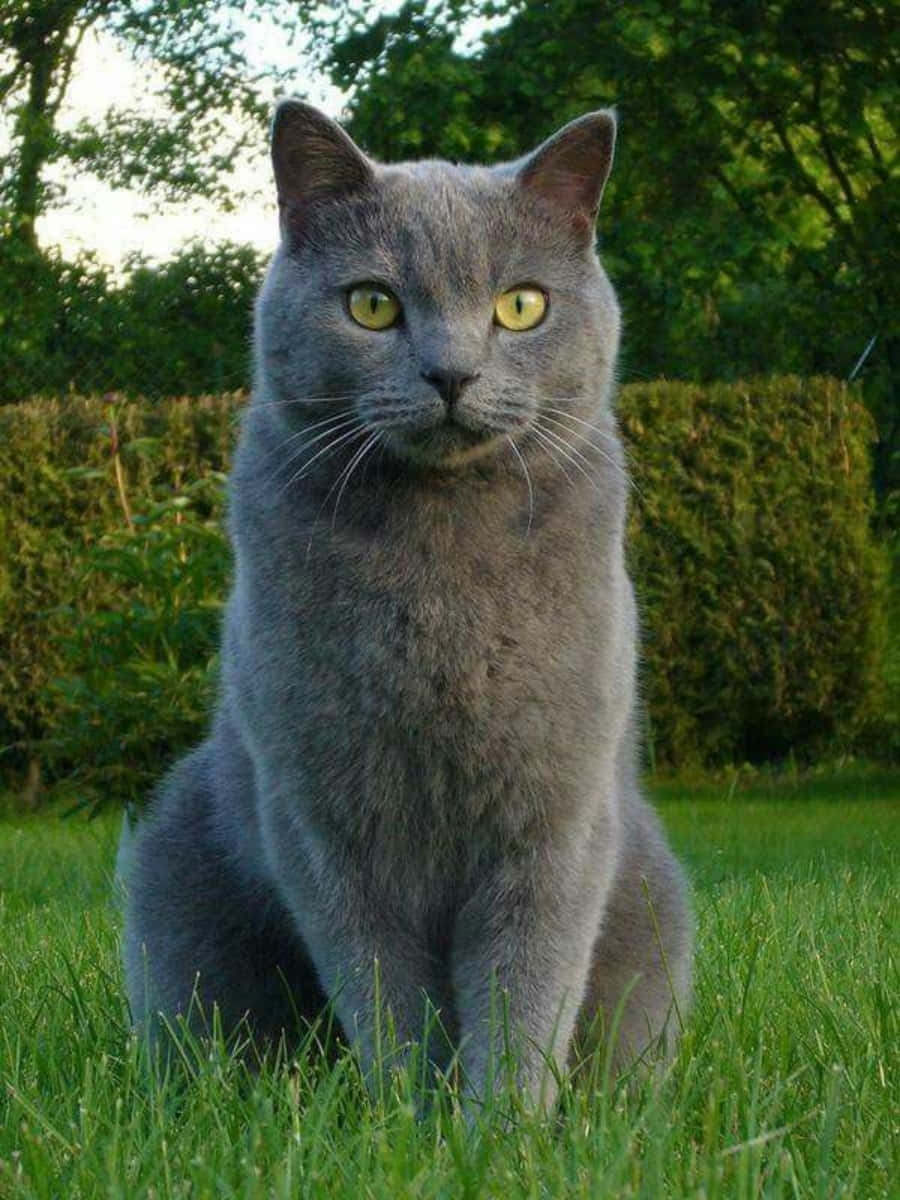 grey cat 桌布 壁紙 — 一隻引人注目的灰色貓咪，有著鮮黃色的眼睛，警覺地坐在陽光花園中茂盛的綠草上。