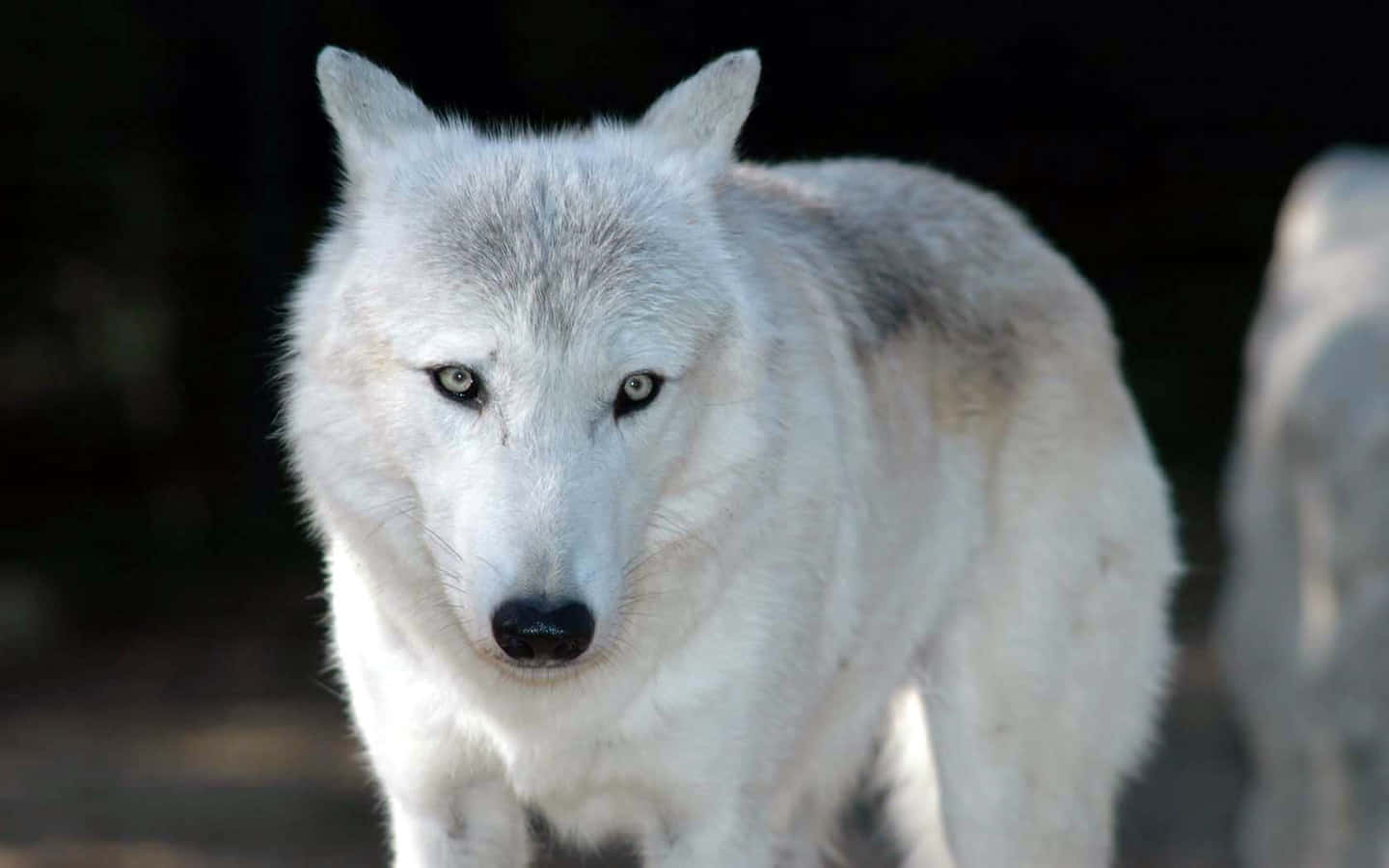White Wolf 桌布 壁紙 — 一隻引人注目的白狼，擁有銳利的黃色眼睛，在黑暗模糊的背景前專注地向前凝視。