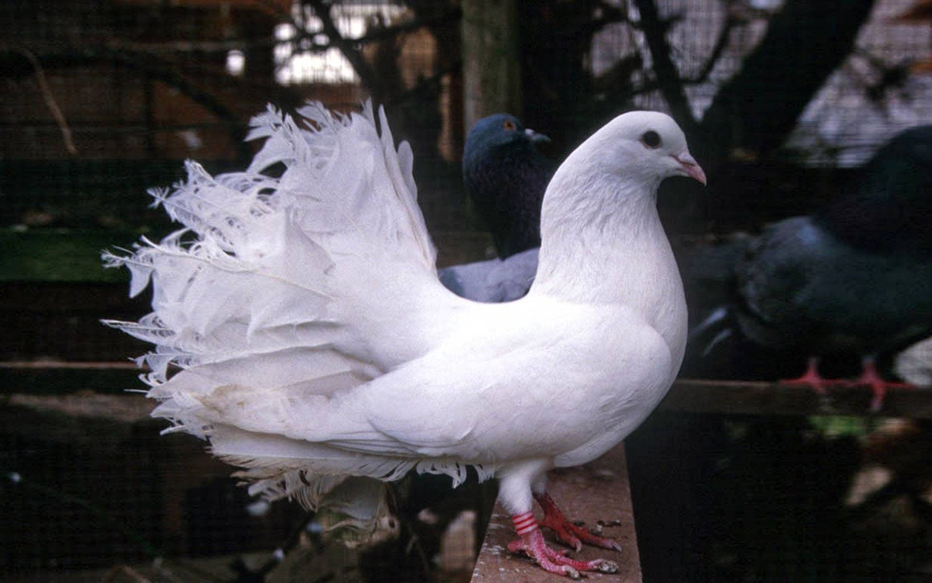 鳥 桌布 壁紙 — 一隻引人注目的白色扇尾鴿，有著羽毛般的尾巴，站在木棲木上，籠中有較深色的鴿子。