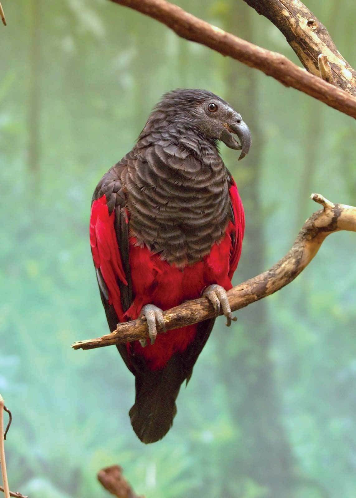 parrot 桌布 壁紙 — 一隻引人注目的紅灰色鸚鵡平靜地棲息在茂密綠色森林的樹枝上。