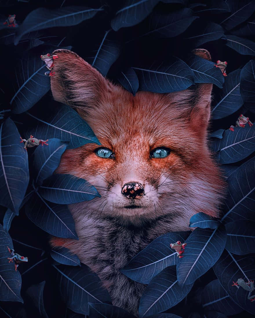 動物 桌布 壁紙 — 一隻引人注目的紅狐，閃爍著藍色眼睛，透過深藍色的葉子凝視，而小紅蛙緊貼在樹葉上。