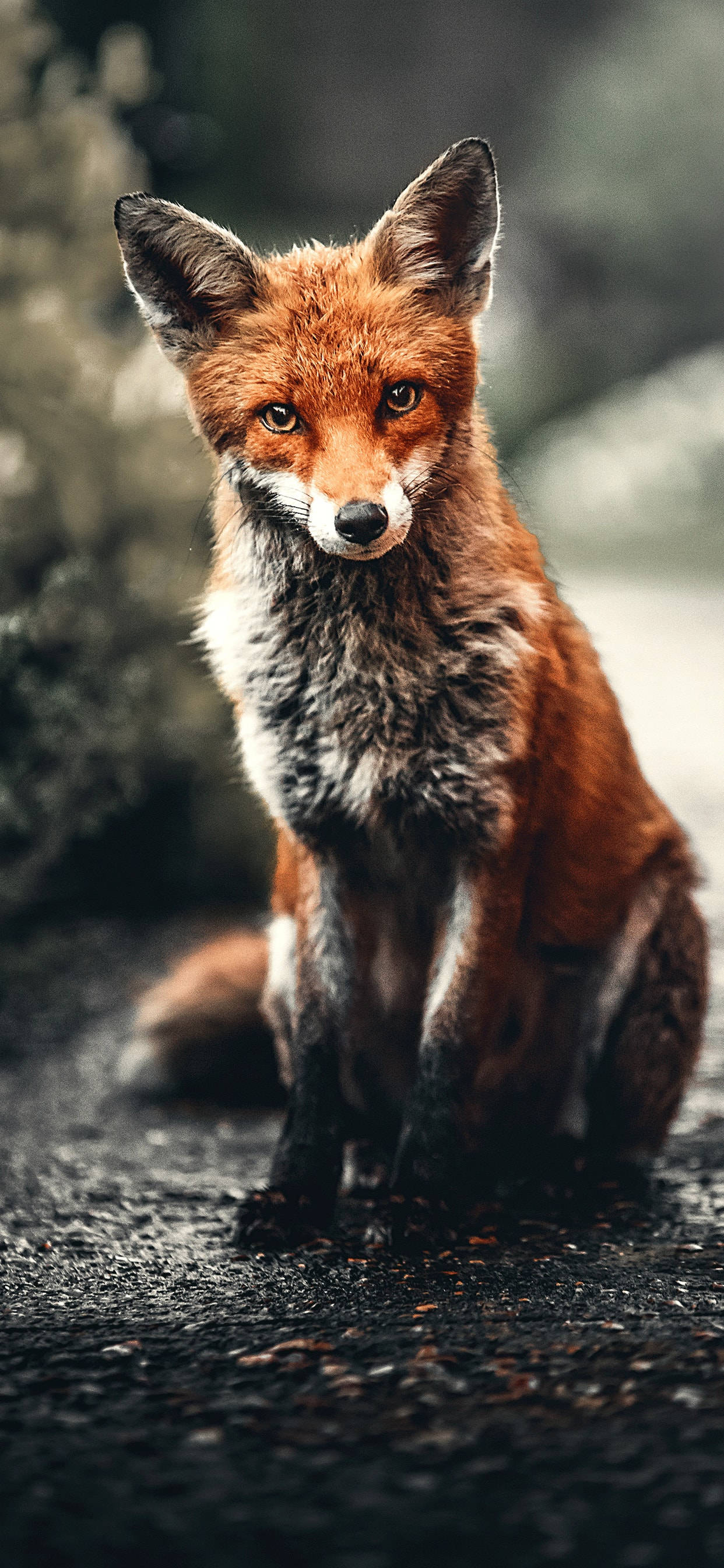 red fox 桌布 壁紙 — 一隻引人注目的紅狐警覺地坐在濕漉漉的瀝青小徑上，背景是模糊的綠色植物。