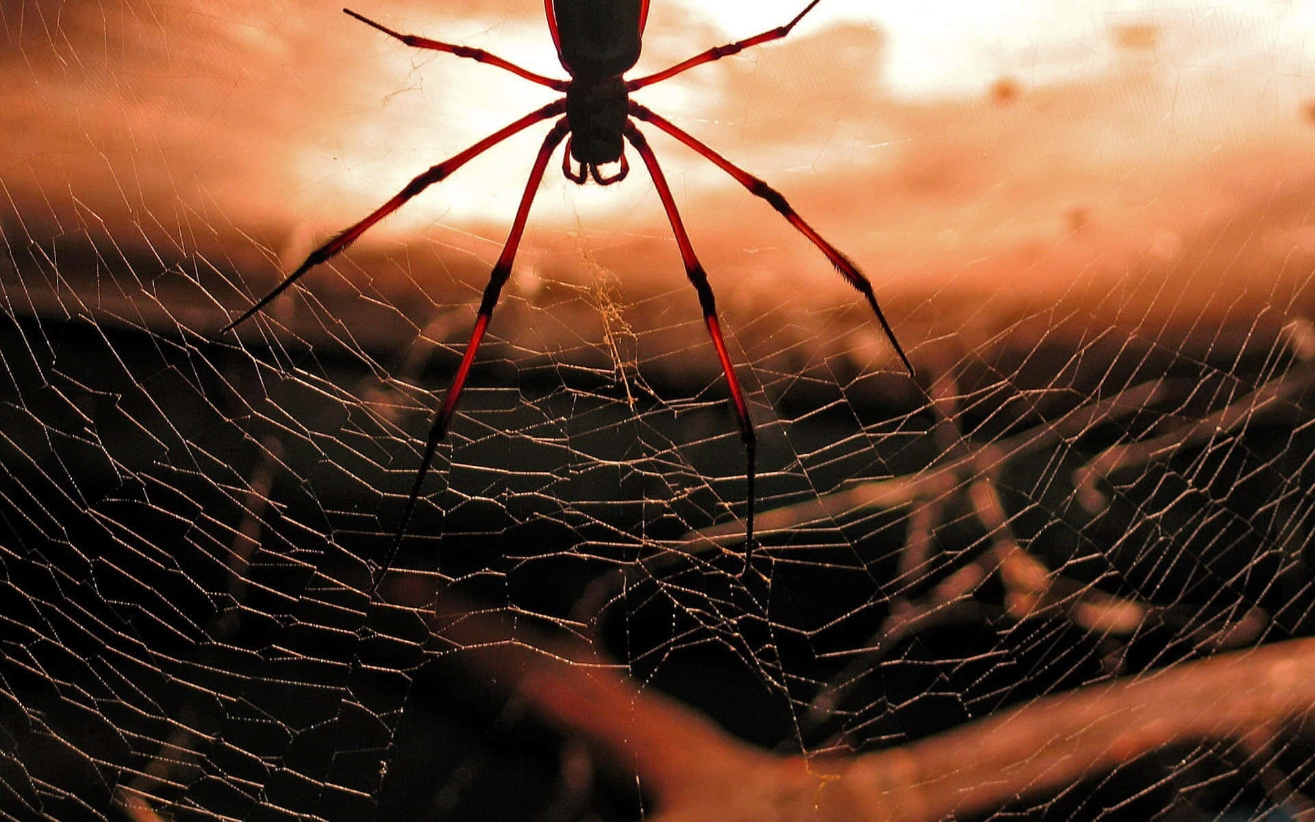 Spider 桌布 壁紙 — 一隻引人注目的紅色蜘蛛，在溫暖的日落映襯下形成剪影，棲息在其錯綜複雜的蜘蛛網中央。