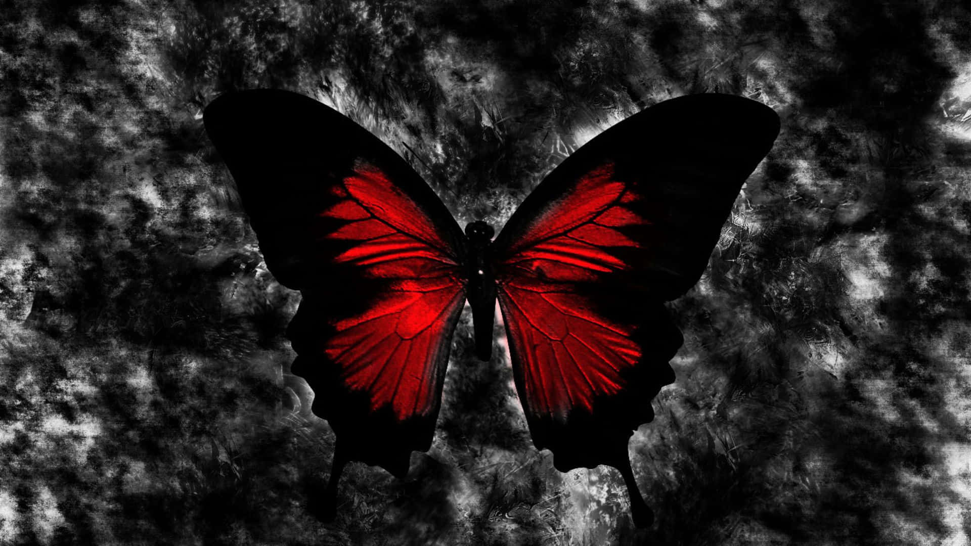 Red Butterfly 桌布 壁紙 — 一隻引人注目的紅色蝴蝶，帶有黑色翅膀，在帶有紋理的深灰色和白色背景上發光。