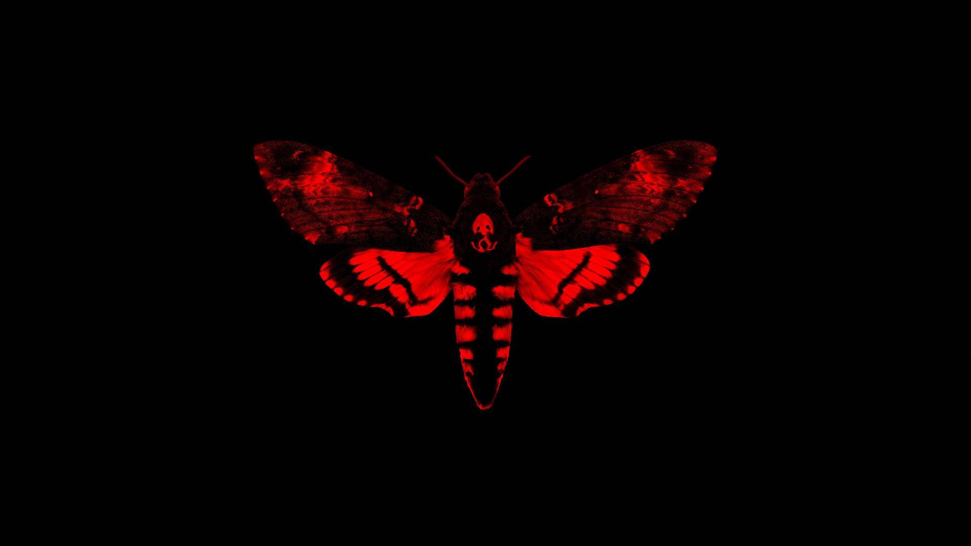 bug 桌布 壁紙 — 一隻引人注目的紅色骷髏天蛾在漆黑背景上發光，帶有複雜的翅膀圖案。