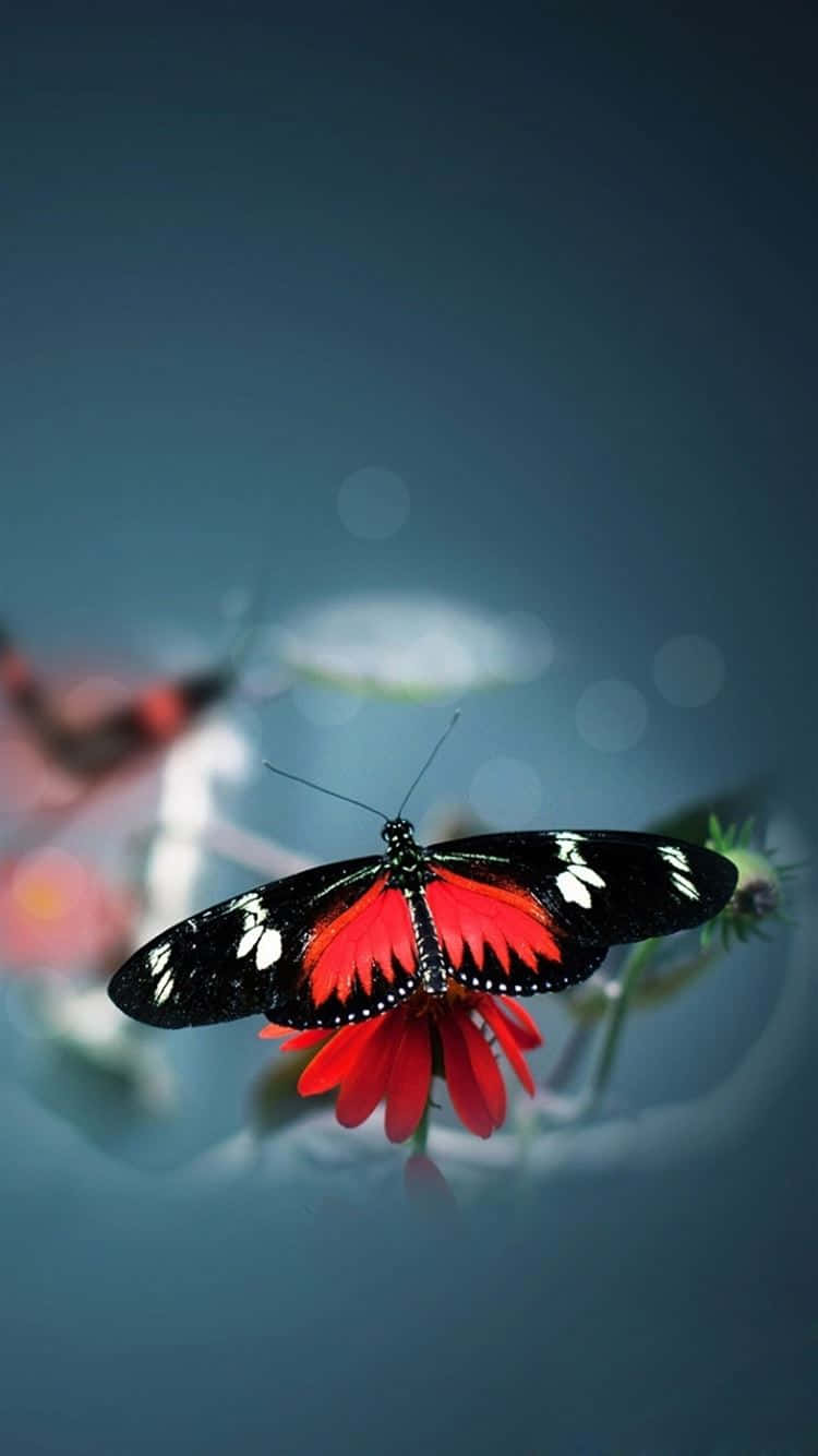 Real Butterfly 桌布 壁紙 — 一隻引人注目的紅黑蝴蝶，精緻地停在一朵鮮紅色的花朵上，背景是柔和的藍色散景。