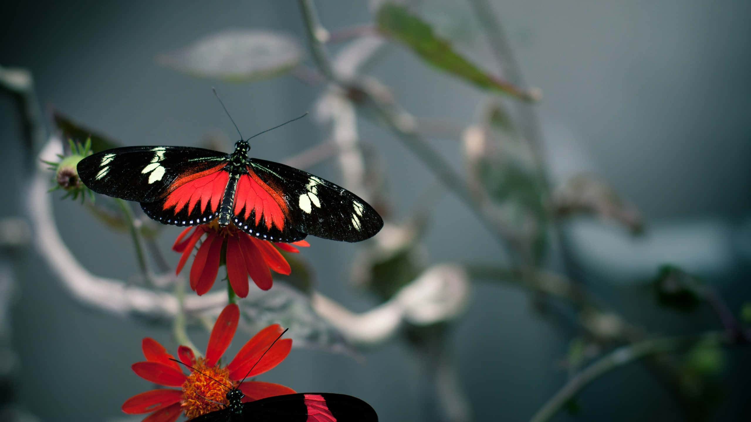 Red Butterfly 桌布 壁紙 — 一隻引人注目的紅黑蝴蝶輕輕停在一朵鮮紅色的花上，背景是柔和模糊的綠色。
