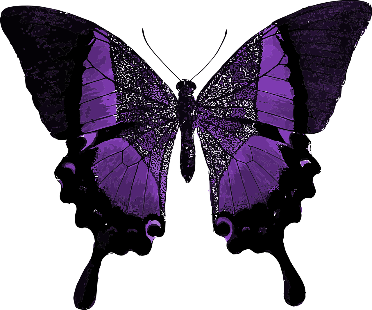 Black Butterfly 桌布 壁紙 — 一隻引人注目的紫色蝴蝶，帶有複雜的白色脈絡圖案，在深黑色背景上發光。