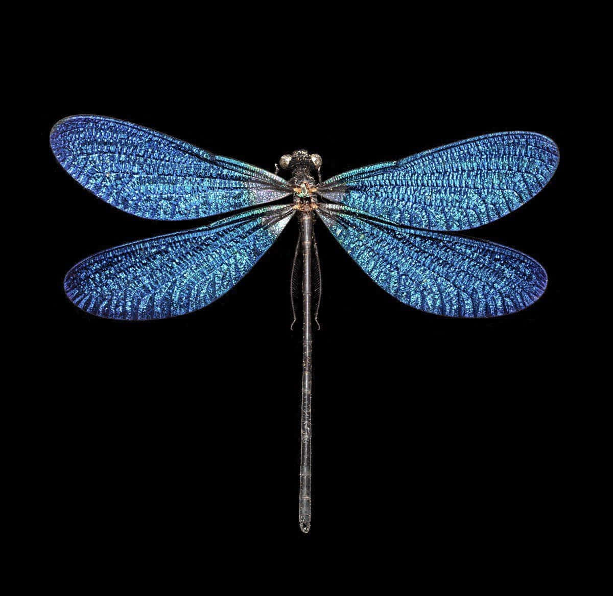 Blue Dragonfly 桌布 壁紙 — 一隻引人注目的藍色蜻蜓，帶有複雜的翅膀圖案，位於純黑色背景中央。