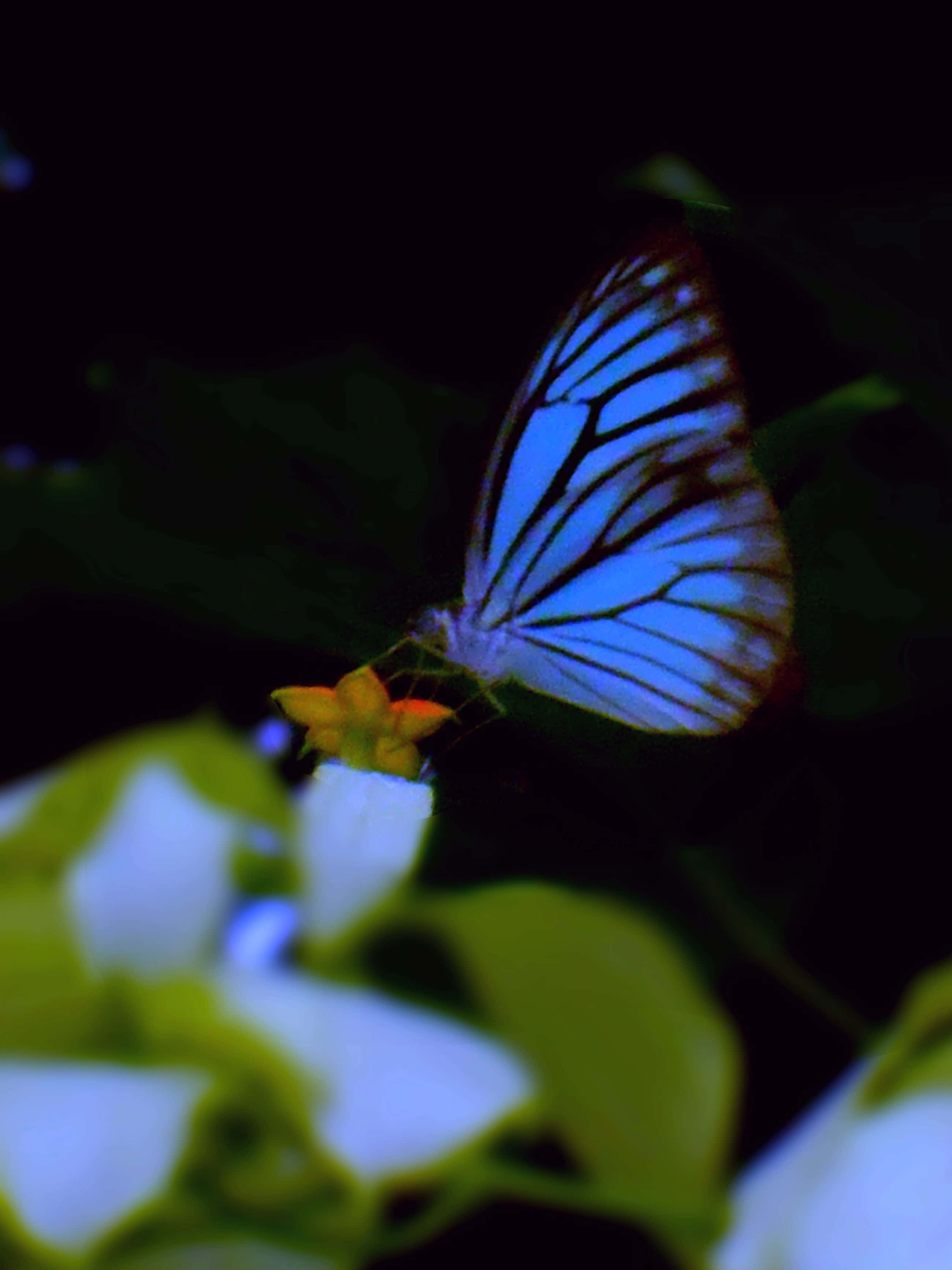 Real Butterfly 桌布 壁紙 — 一隻引人注目的藍色蝴蝶，帶有黑色脈絡，輕輕停在一朵小黃花上，背景是暗色模糊的綠色。