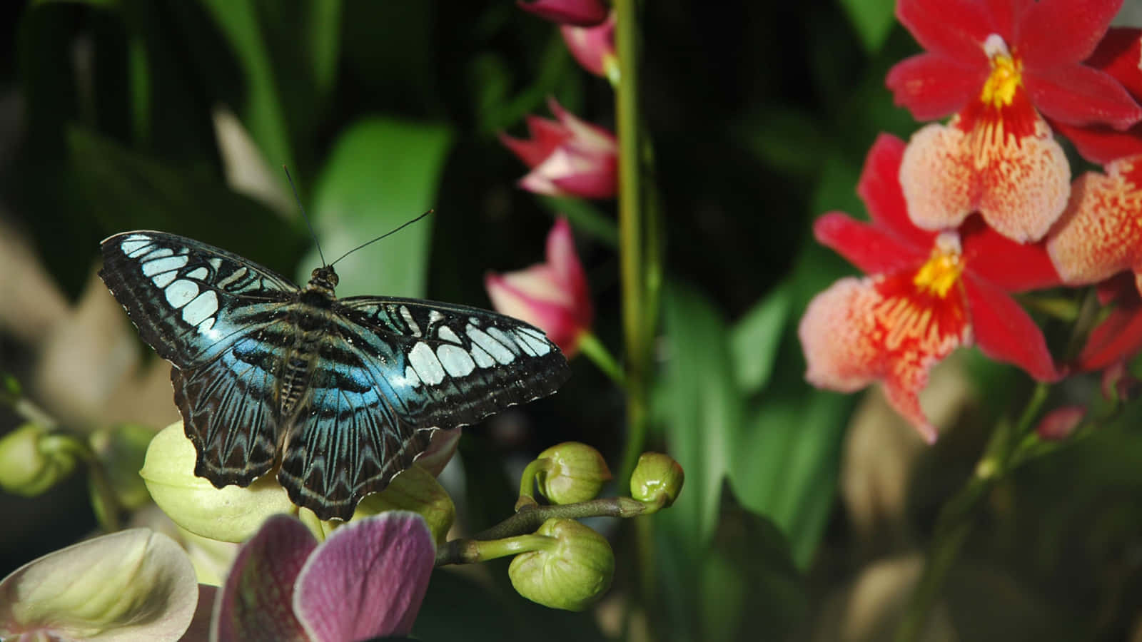Butterfly Garden Plants 桌布 壁紙 — 一隻引人注目的藍黑蝴蝶輕輕停在一顆綠色蘭花花蕾上，旁邊是鮮豔的紅色和粉紅色花朵。