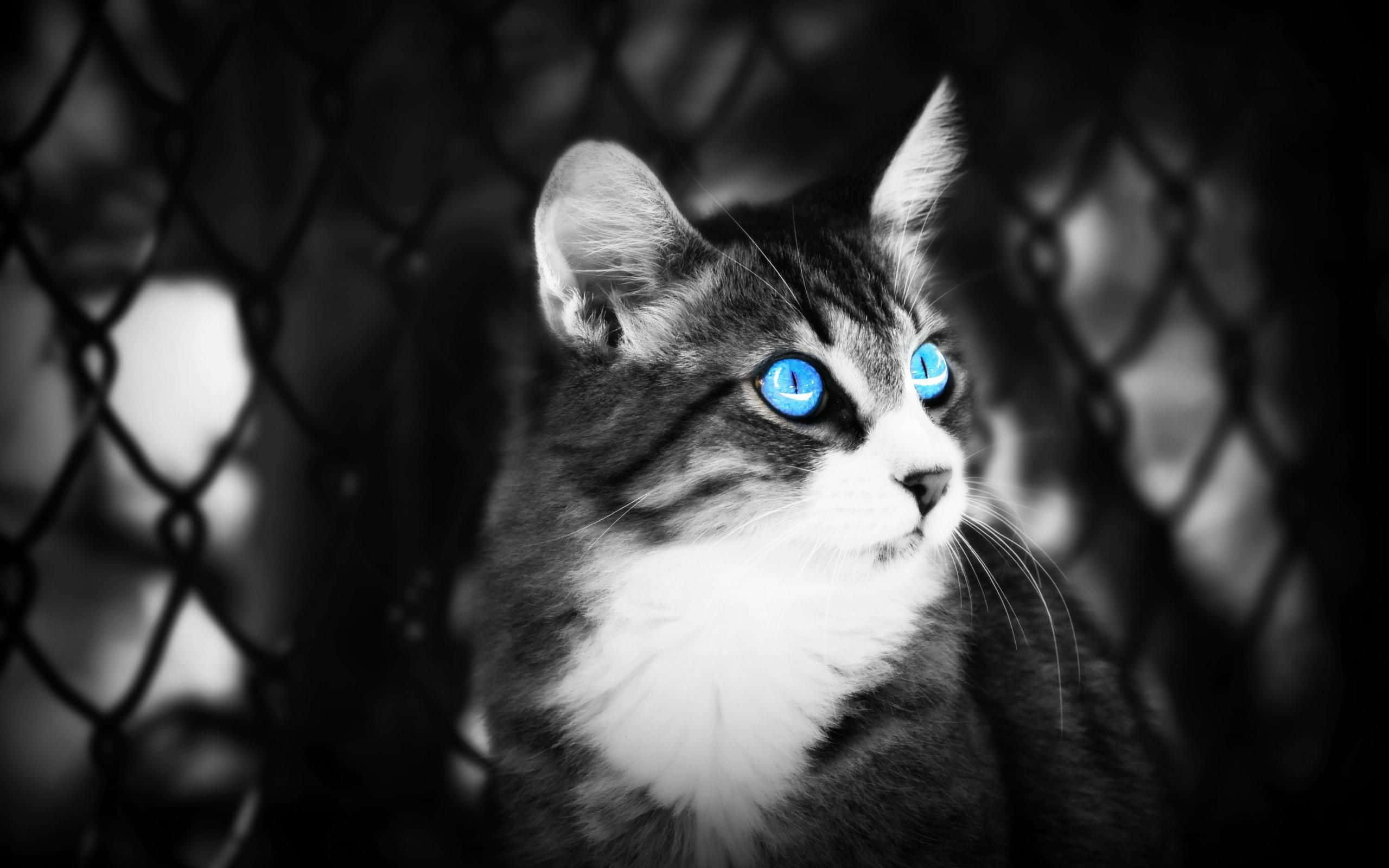 Ojos Azules Cat 桌布 壁紙 — 一隻引人注目的虎斑貓，擁有發光的藍色眼睛，透過鐵絲網柵欄在高對比度的黑白照片中凝視。