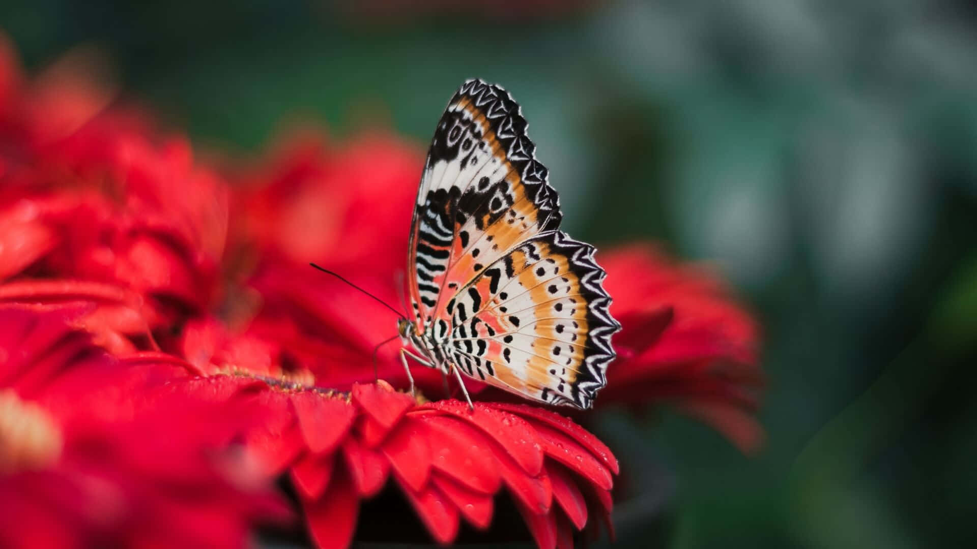 Butterfly Profile 桌布 壁紙 — 一隻引人注目的蝴蝶，翅膀呈黑色、白色和橙色，輕輕停在一朵鮮紅色的花上，背景是柔和的綠色模糊效果。