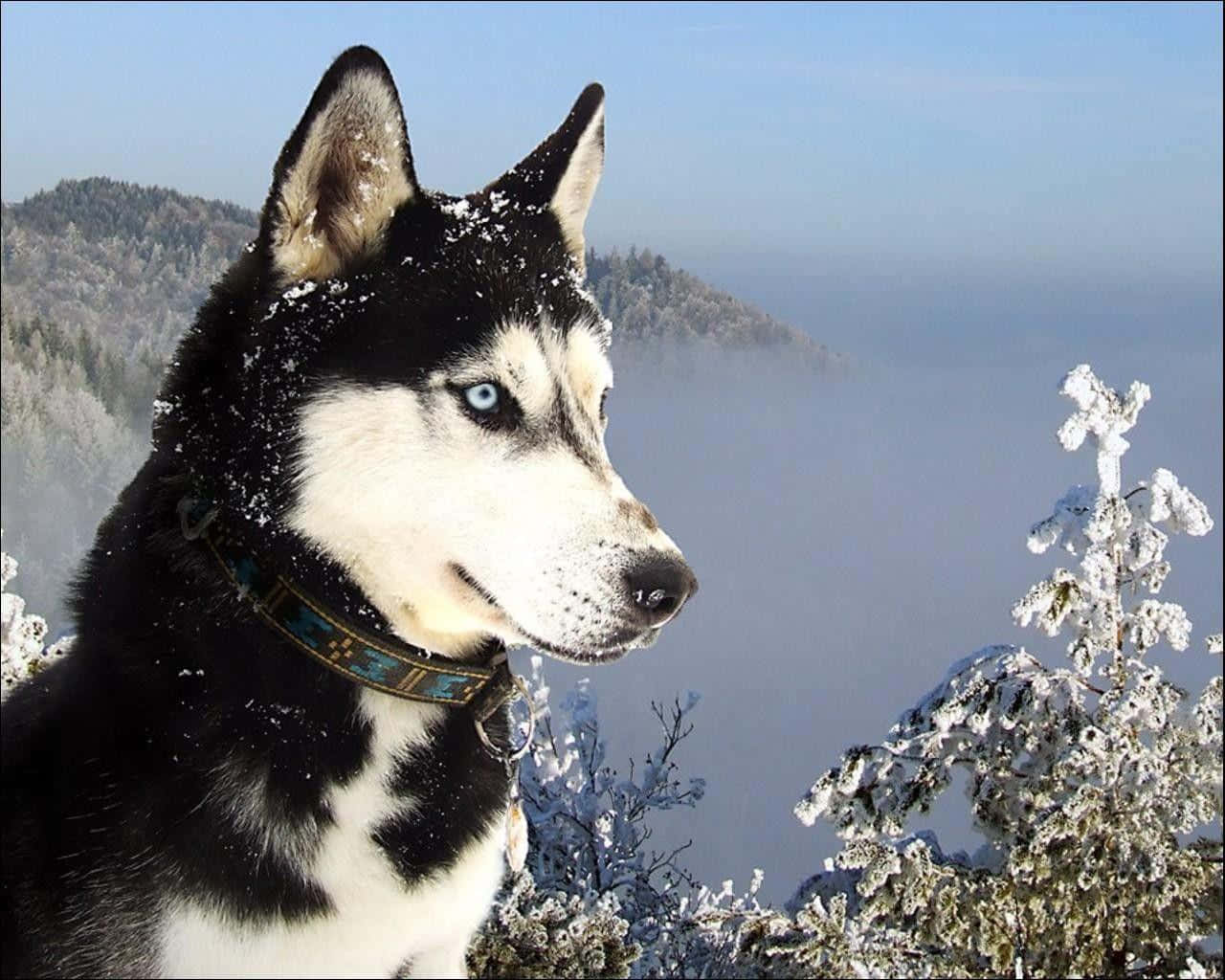 狗 桌布 壁紙 — 一隻引人注目的西伯利亞雪橇犬，擁有銳利的藍色眼睛，在晴朗的藍天下凝視著白雪覆蓋的山景。